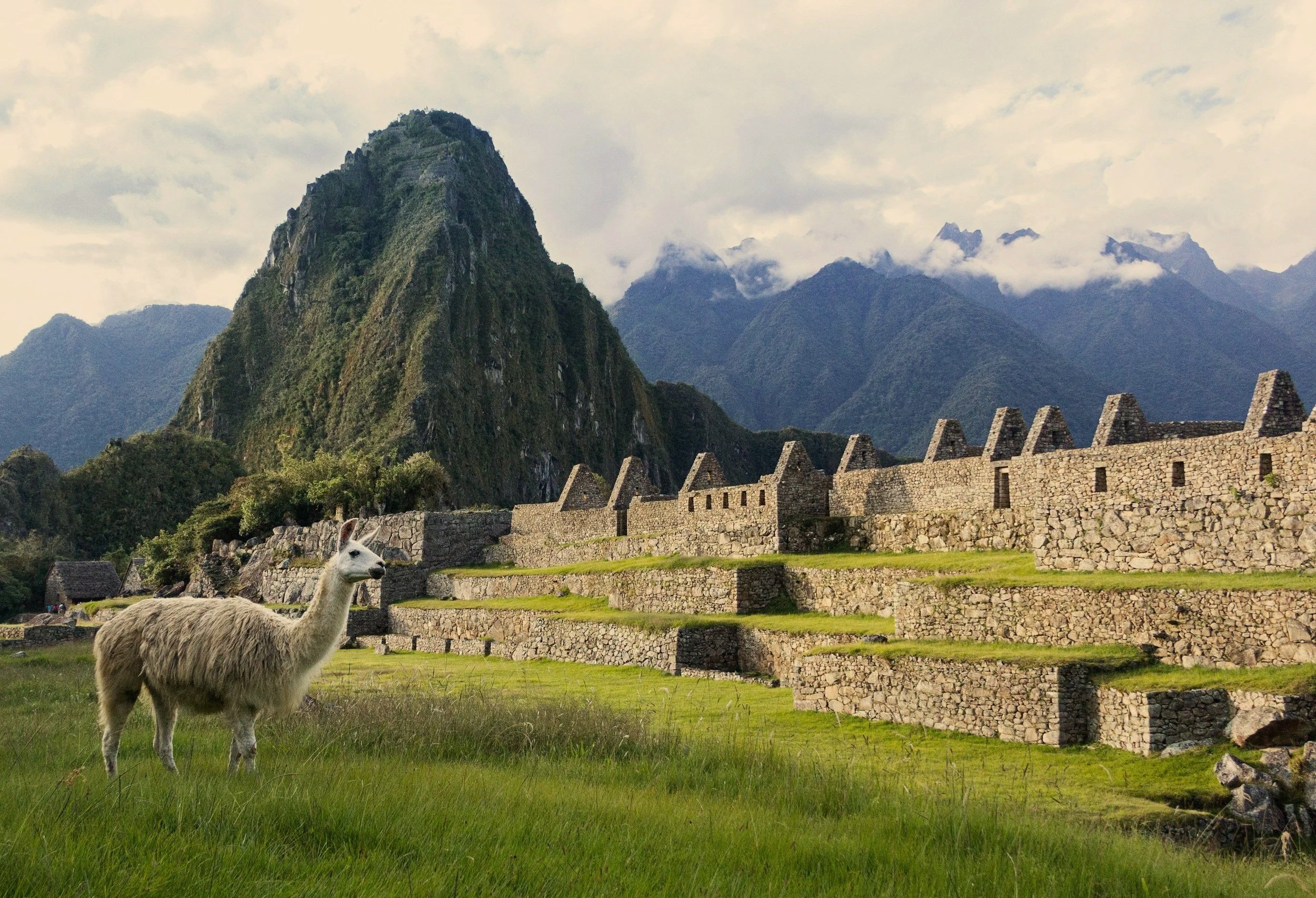 A llama grazing on the green terraces of Machu Picchu among Inca stone ruins, with mountains rising behind.