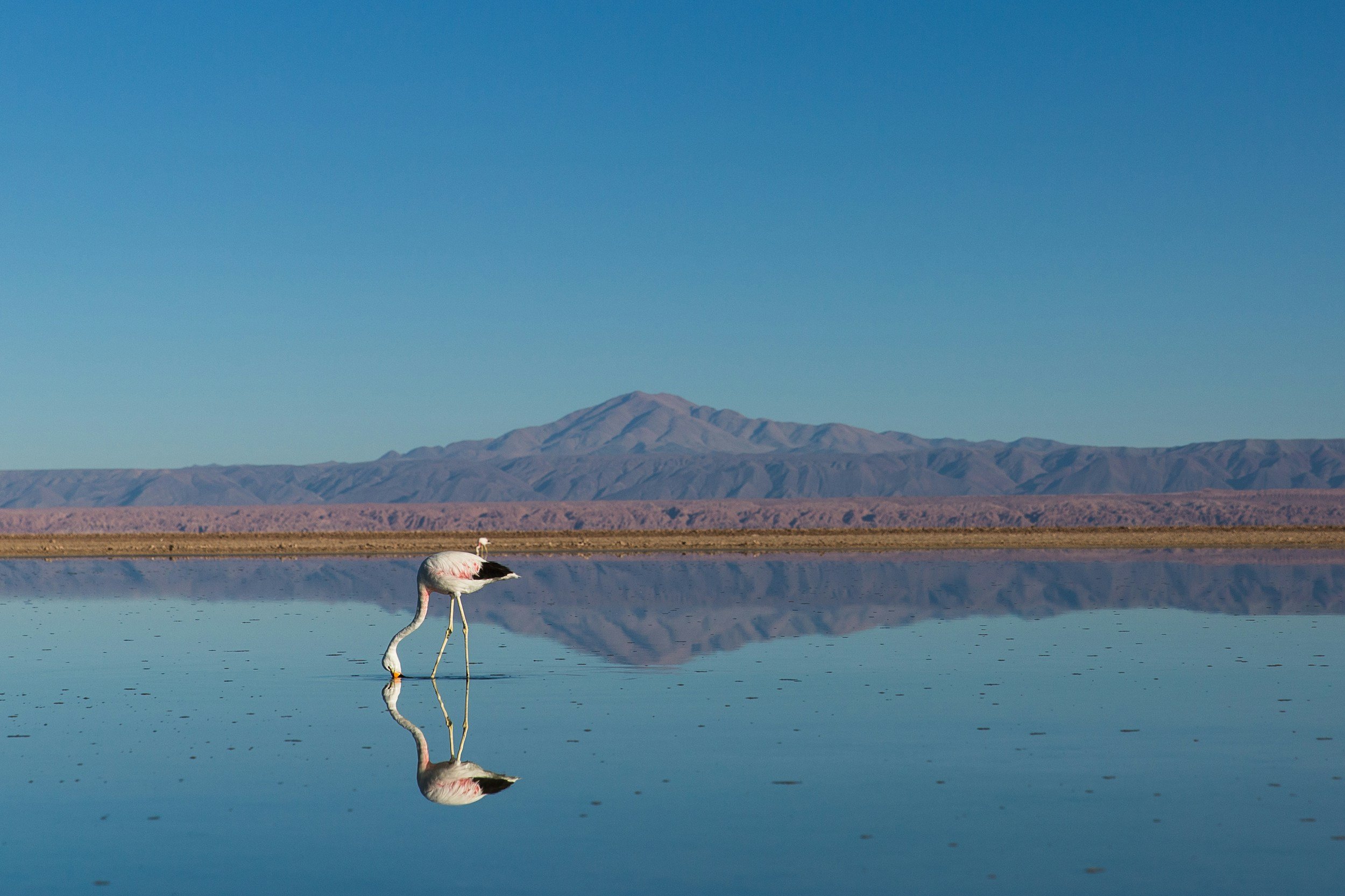 A flamingo standing in shallow water with mountains in the background and a clear blue sky.