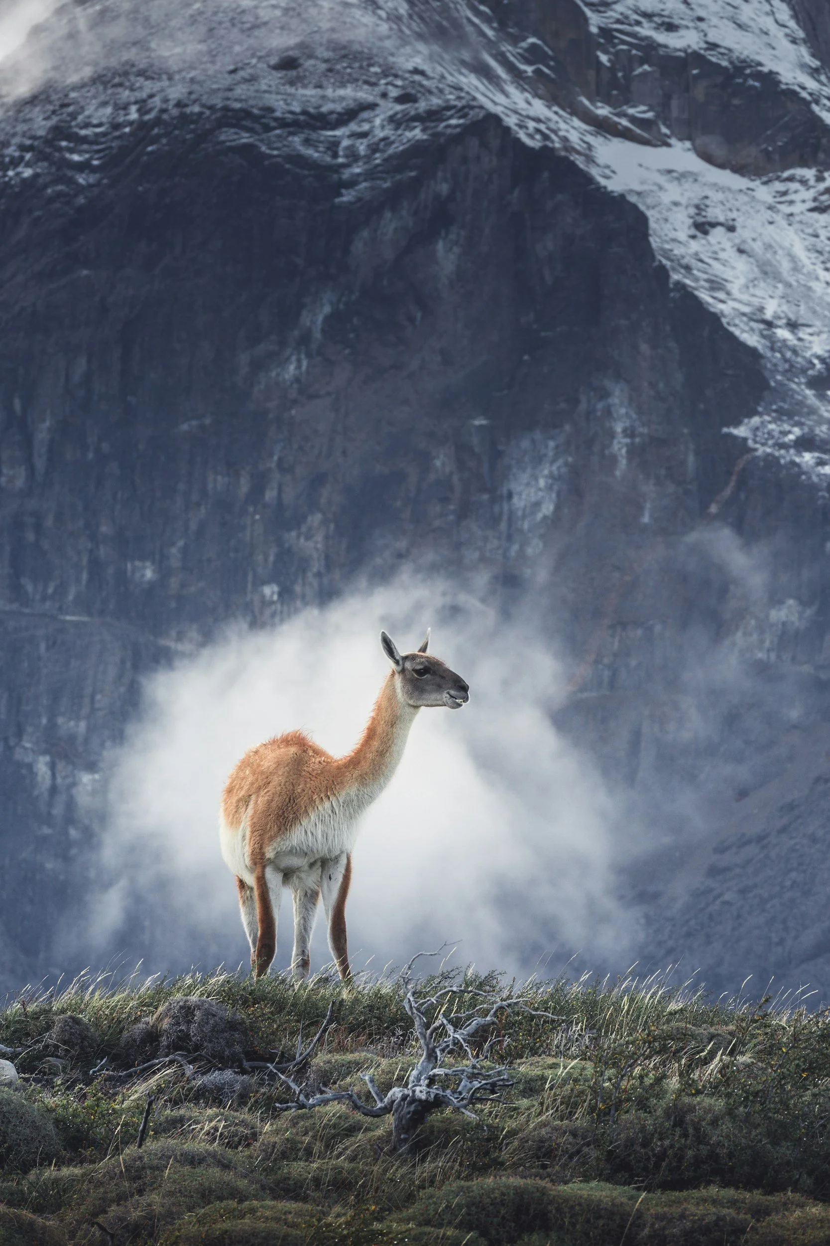 A llama standing on a grassy patch with a mountainous, snowy background and mist in the air.