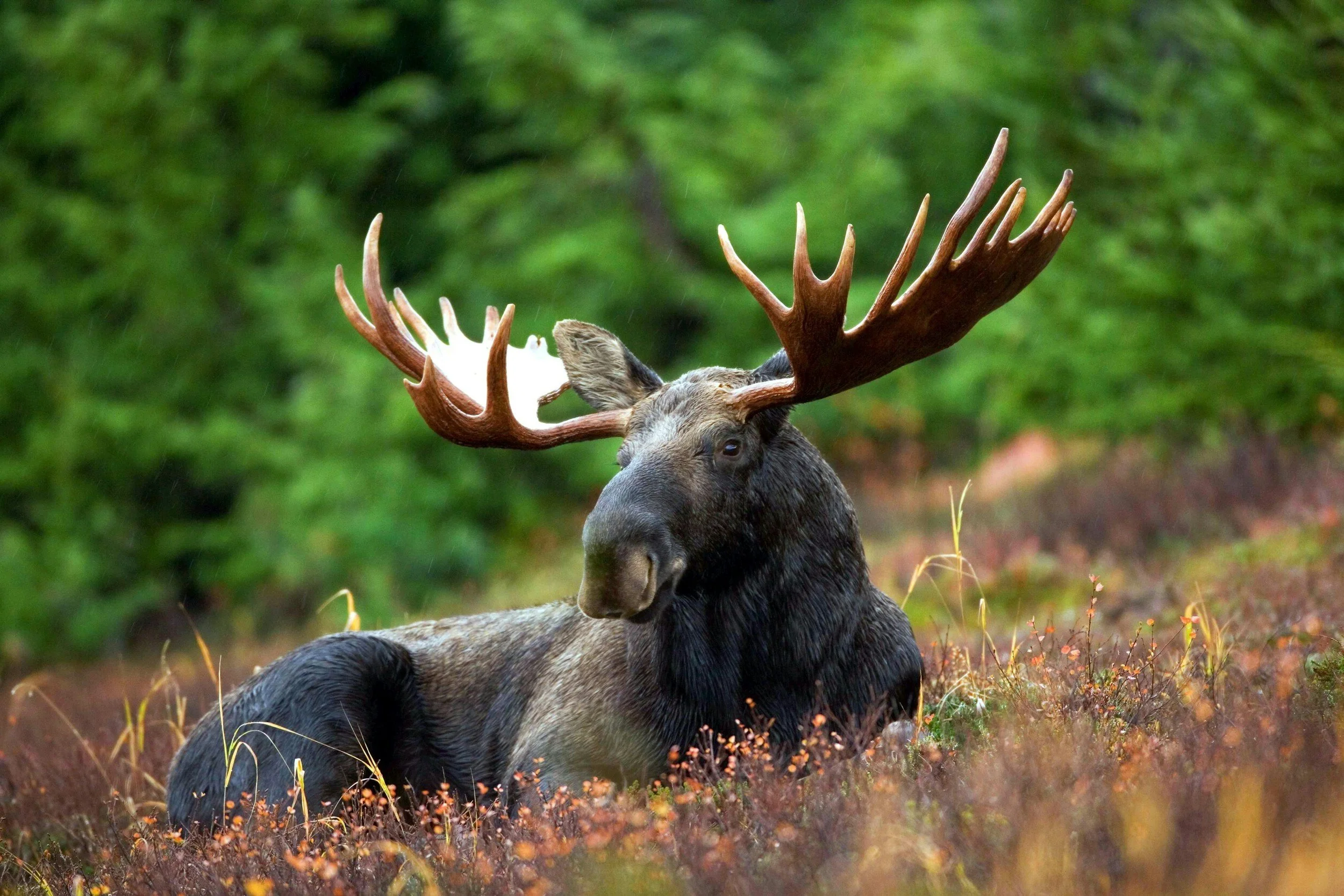 A moose with large antlers in a forest setting with green foliage and grass.
