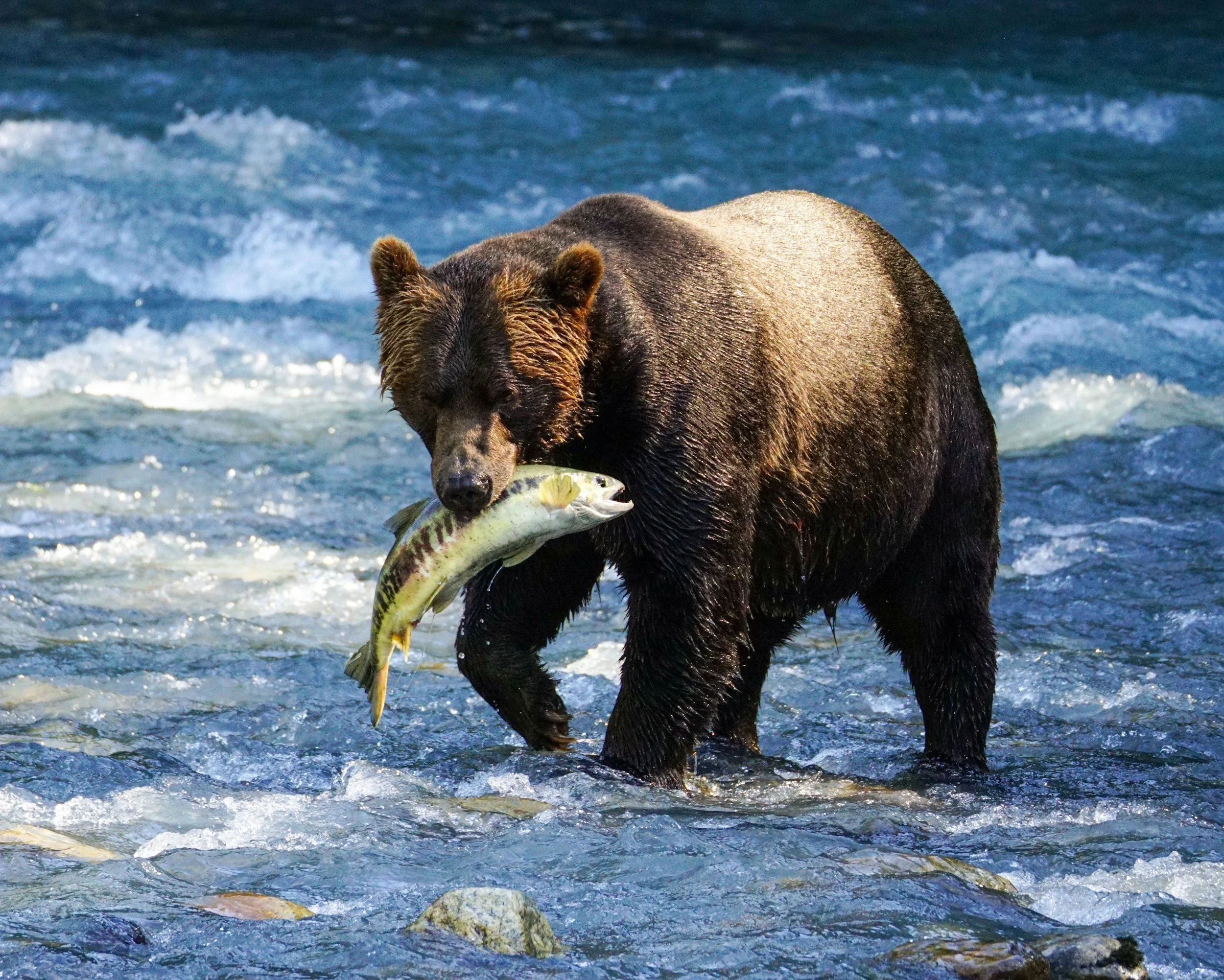 A brown bear standing in a river, holding a fish in its mouth.
