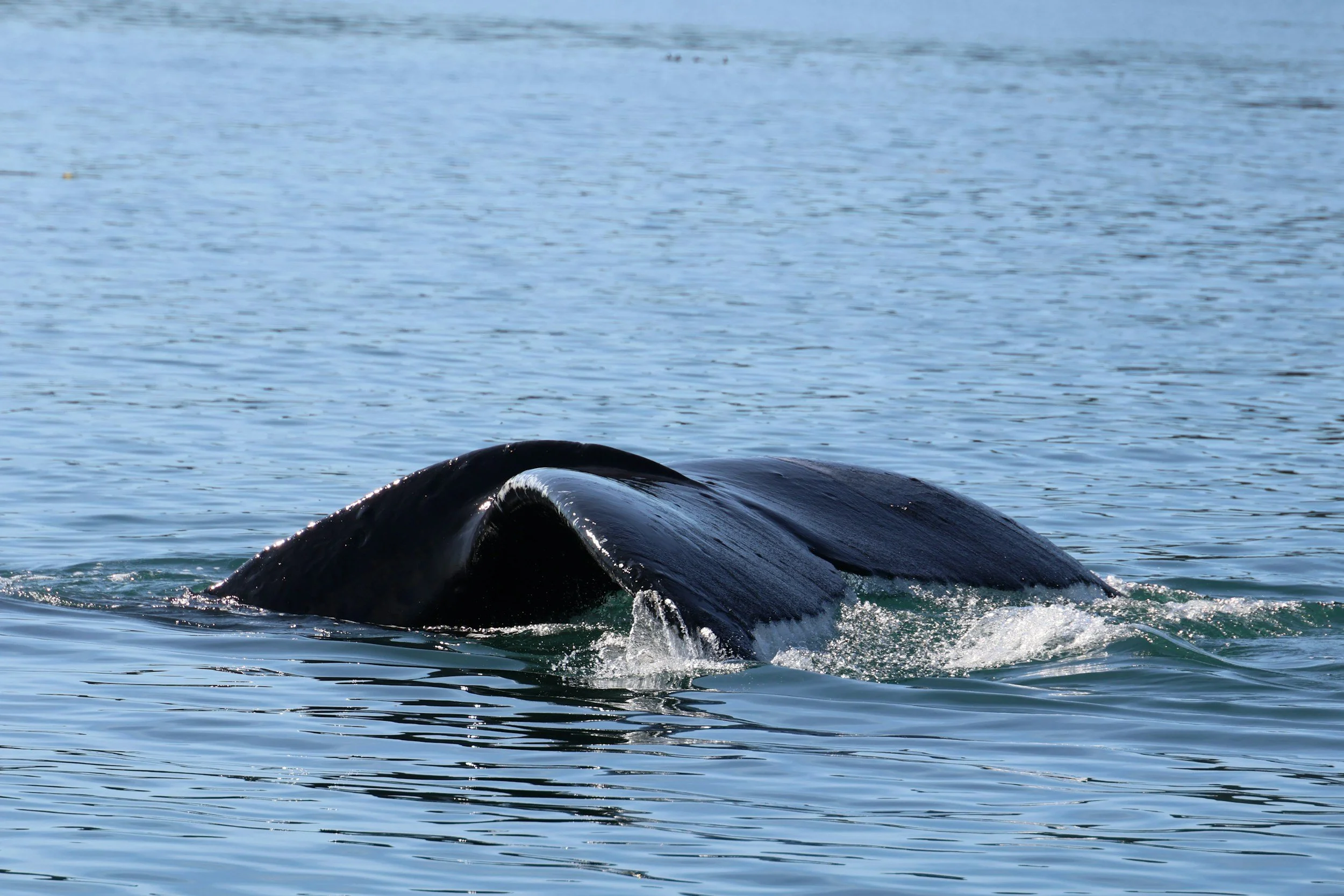 The image shows the tail of a whale breaking the surface of the ocean water.