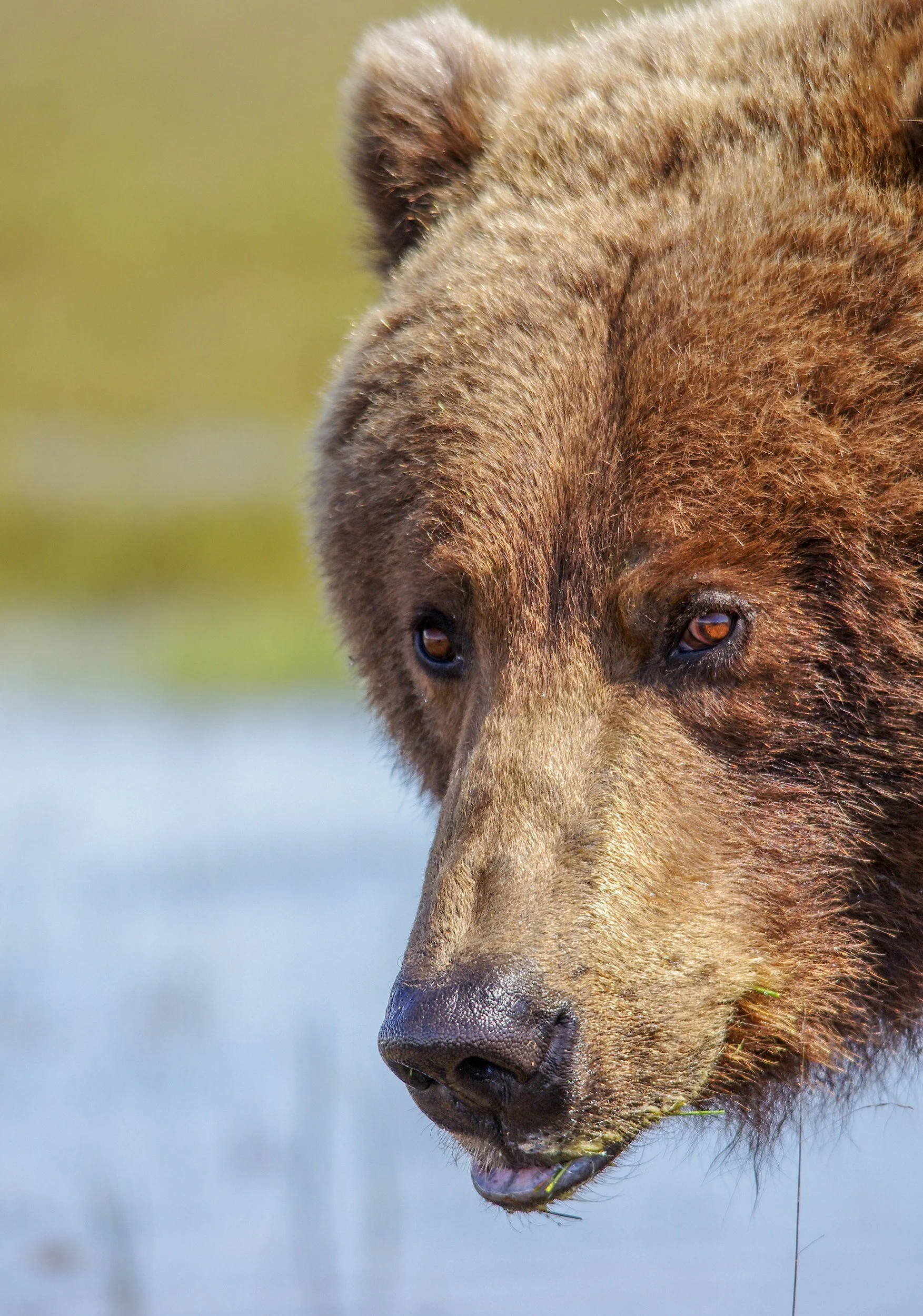 Close-up of a bear's face with brown fur, dark eyes, and a wet nose, near a body of water.