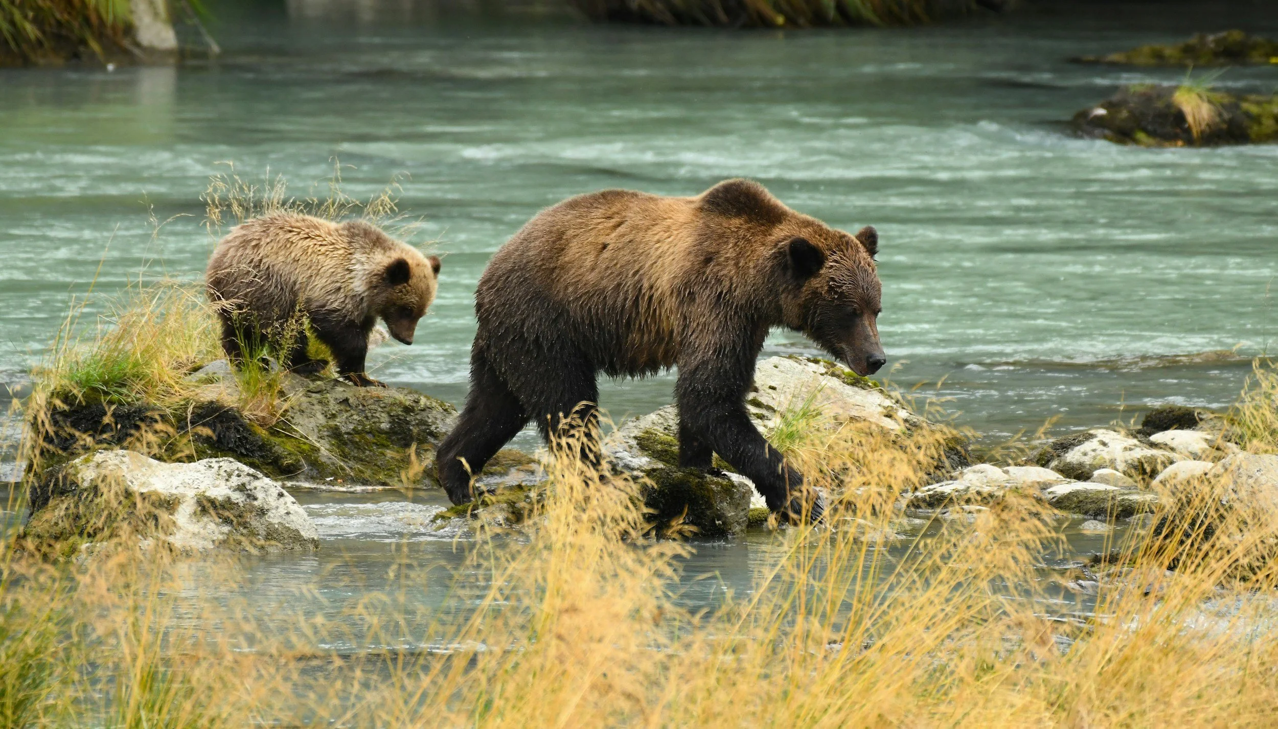 Two brown bears, a mother and a cub, walking on rocks along a riverbank surrounded by tall grasses.