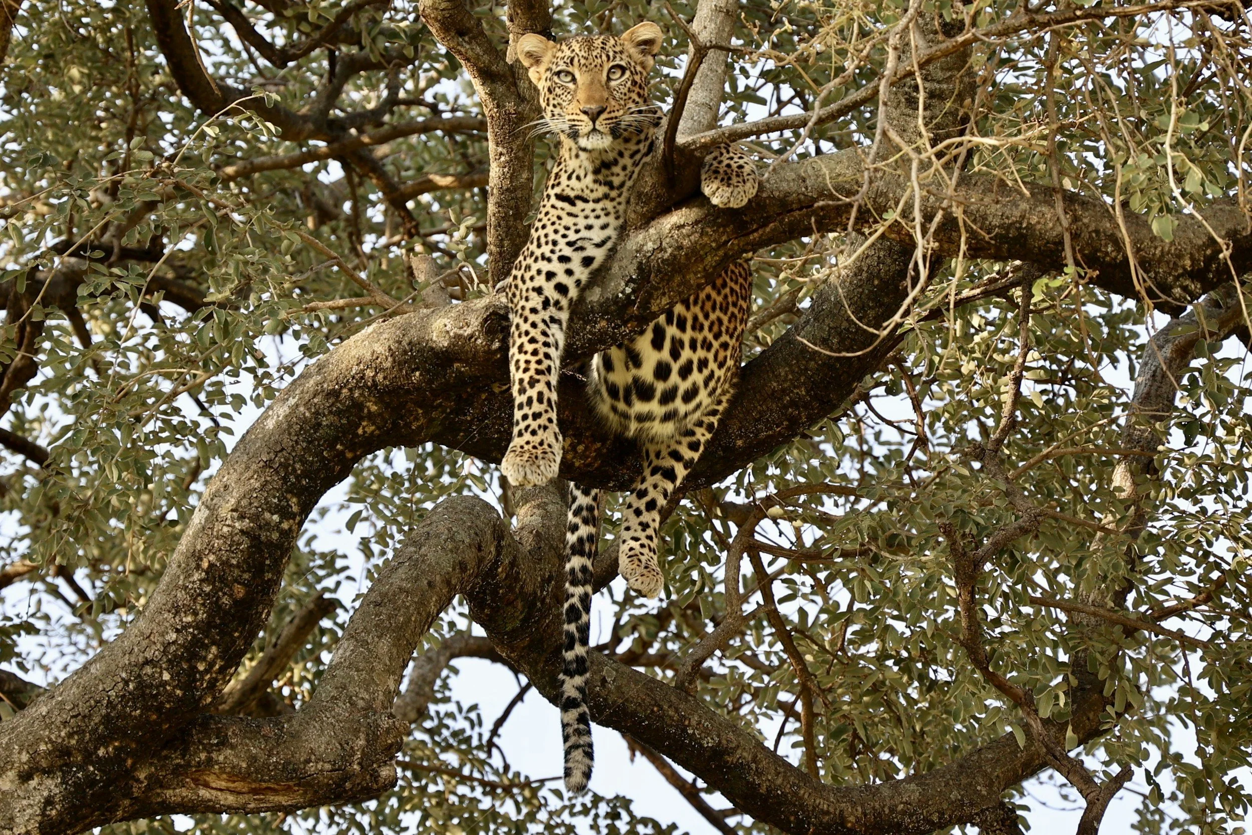 A leopard resting on a tree branch among green leaves.