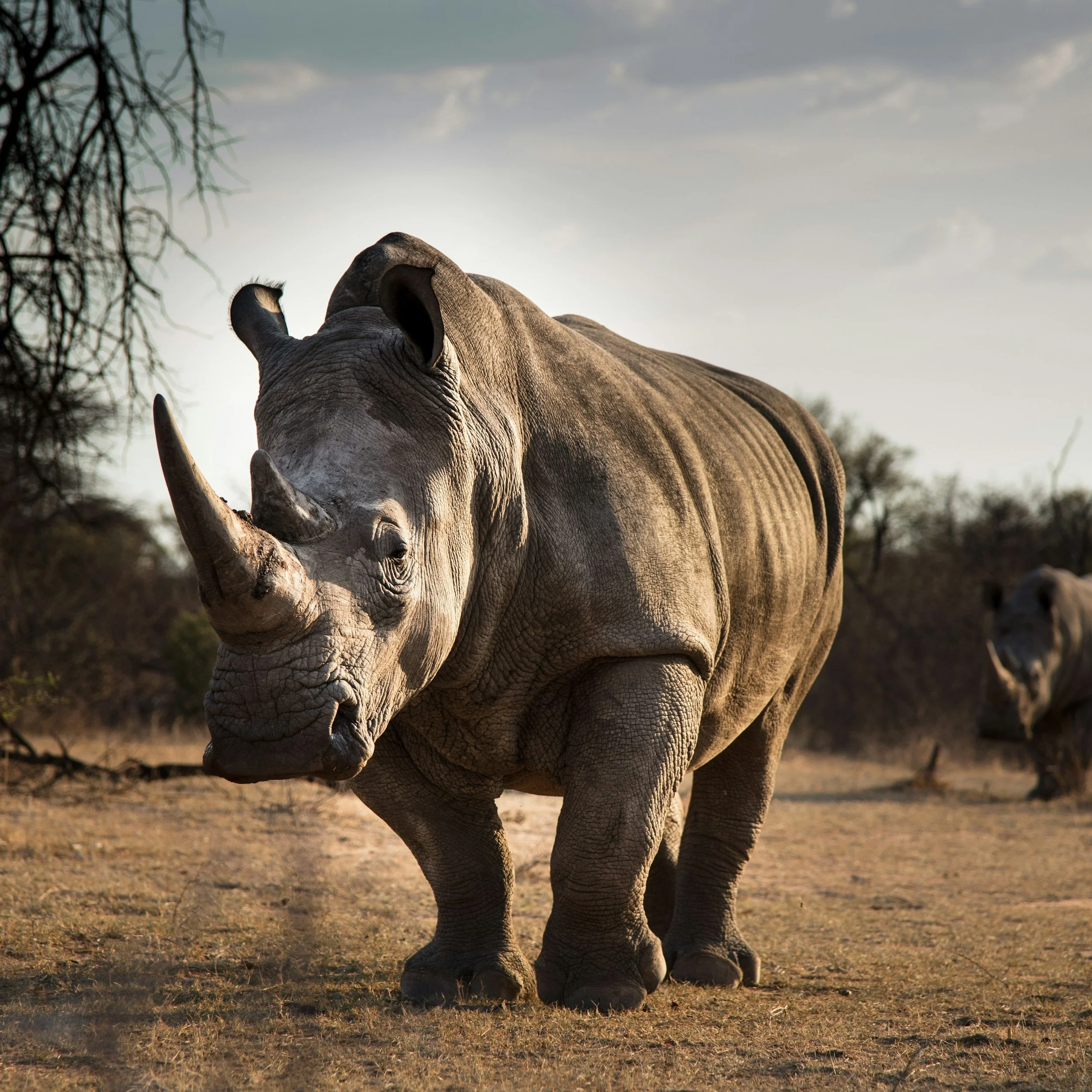 A large adult elephant with gray, wrinkled skin standing on dry ground with sparse vegetation, seen from a low angle against a cloudy sky.