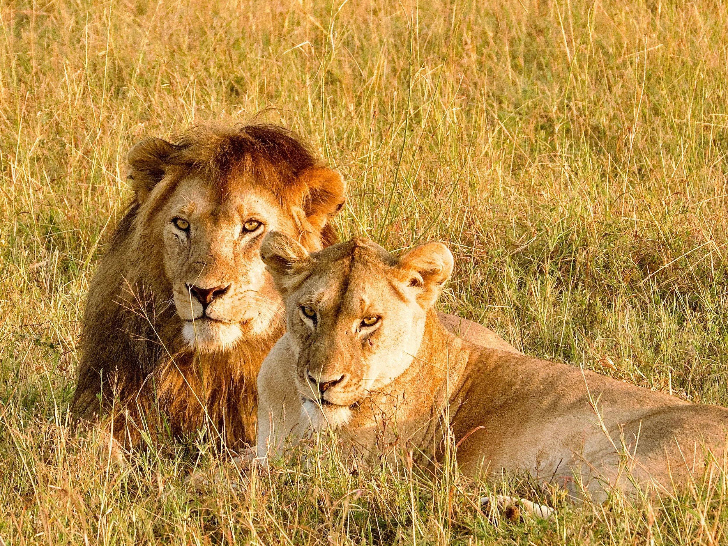 A lion and two lion cubs resting in tall grass in the savannah.