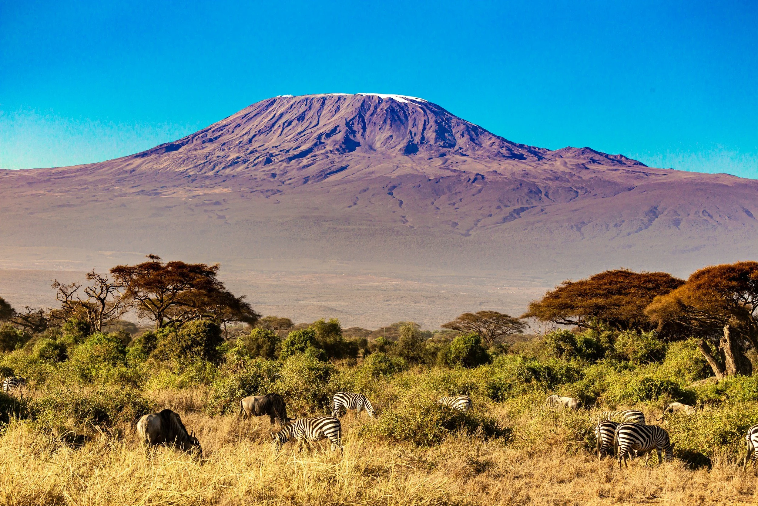 A scenic view of Mount Kilimanjaro with a clear blue sky, surrounded by savannah landscape with acacia trees and a herd of zebras grazing in the foreground.