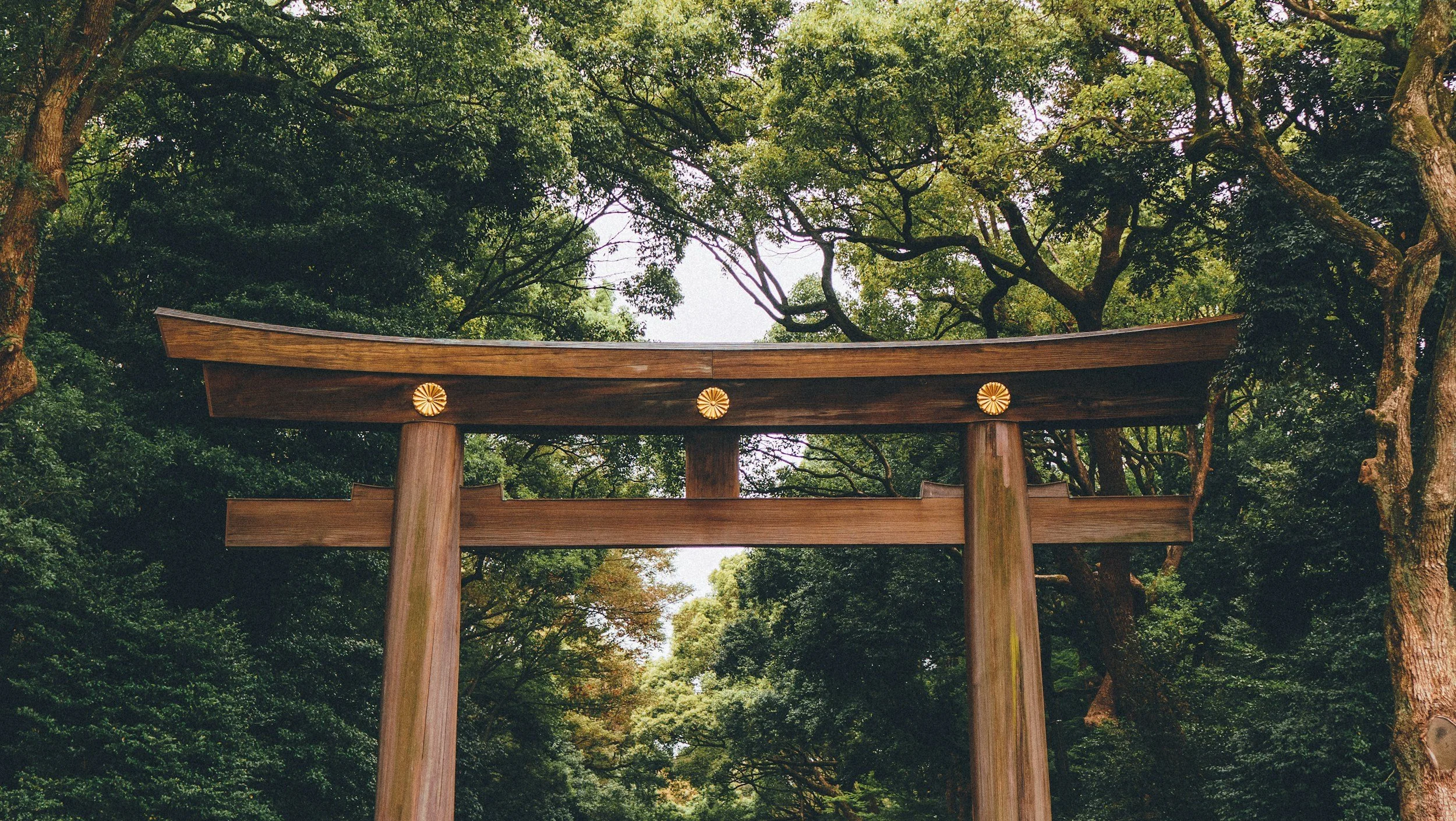 Traditional wooden torii gate rising through a lush cedar forest in Japan