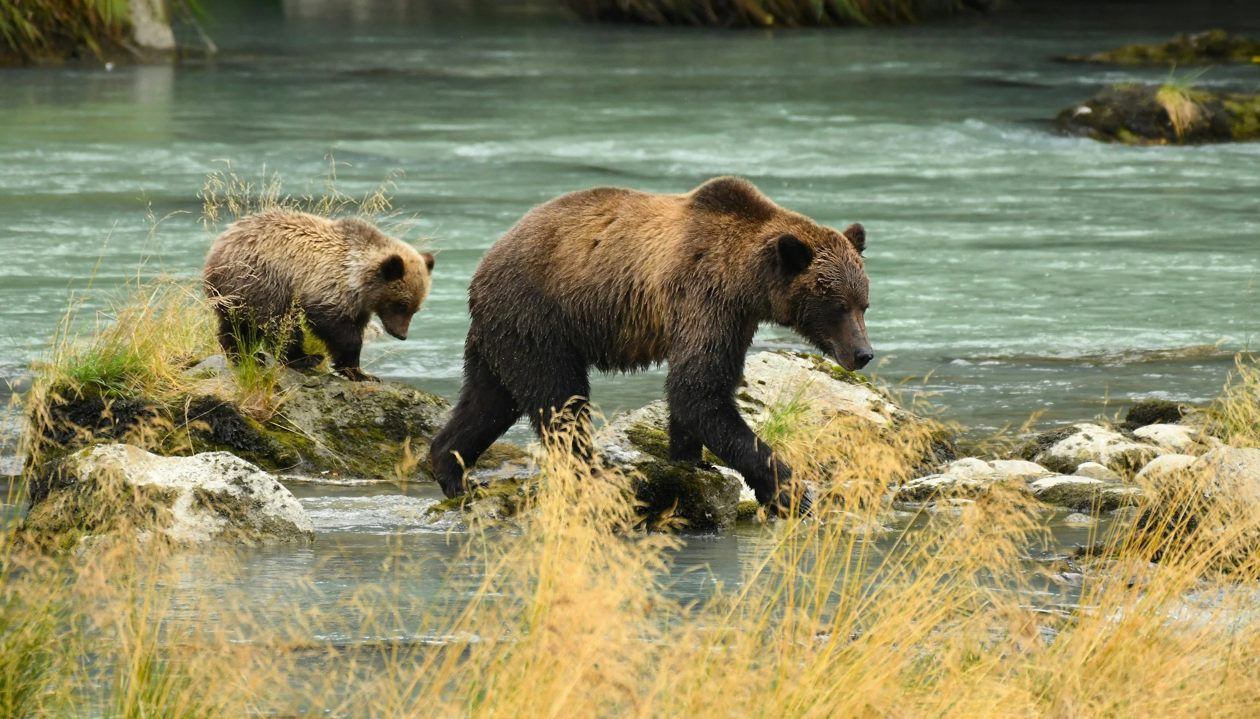 Mother brown bear and cub walking along a riverbank in the Alaska wilderness