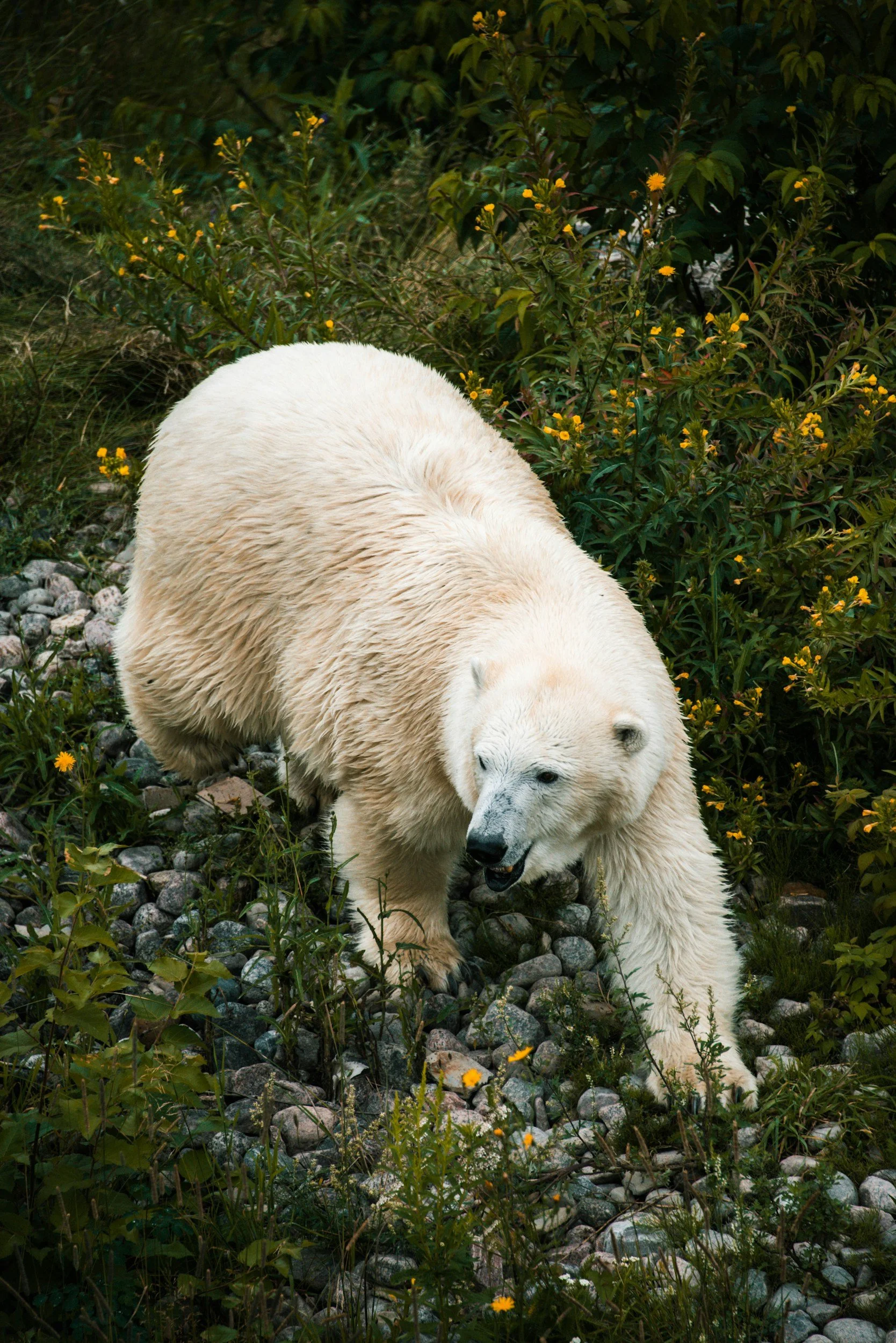 Polar bear among summer grasses and yellow wildflowers on the tundra near Churchill, Manitoba