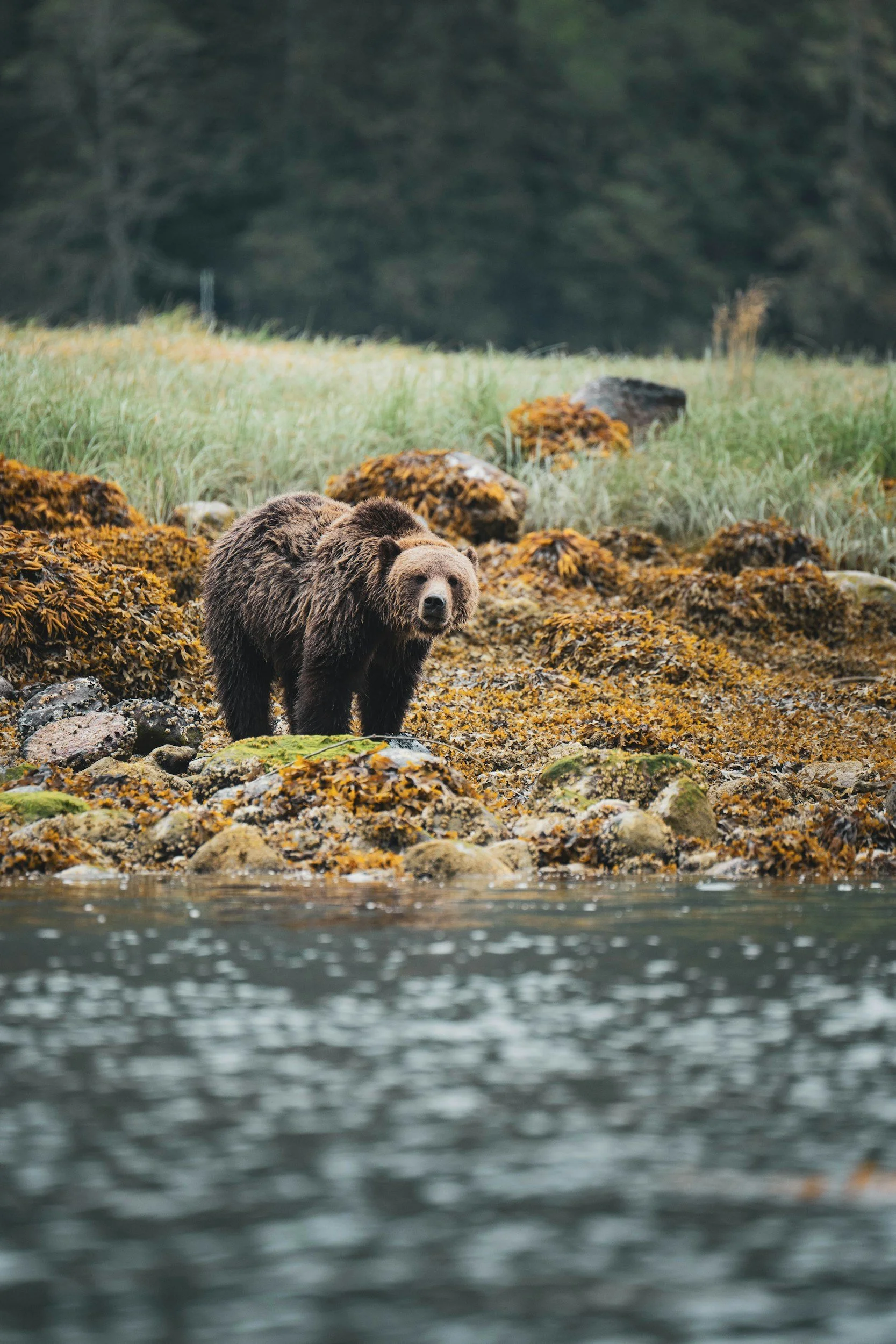 Grizzly bear walking the shoreline at Knight Inlet in coastal British Columbia