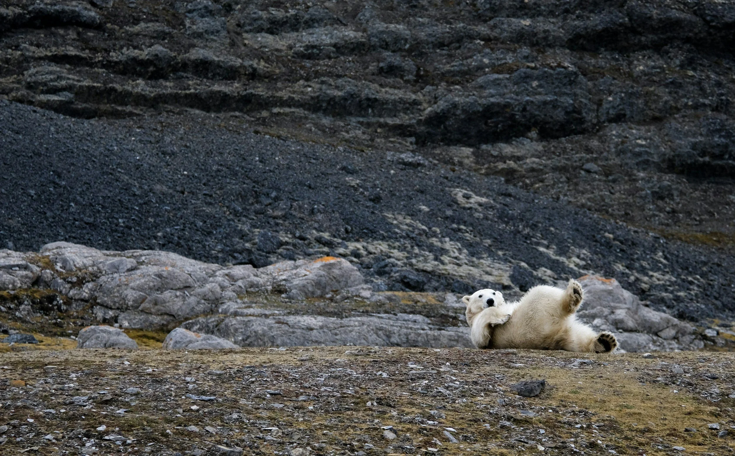Polar bear rolling on the rocky tundra near Churchill, Manitoba.