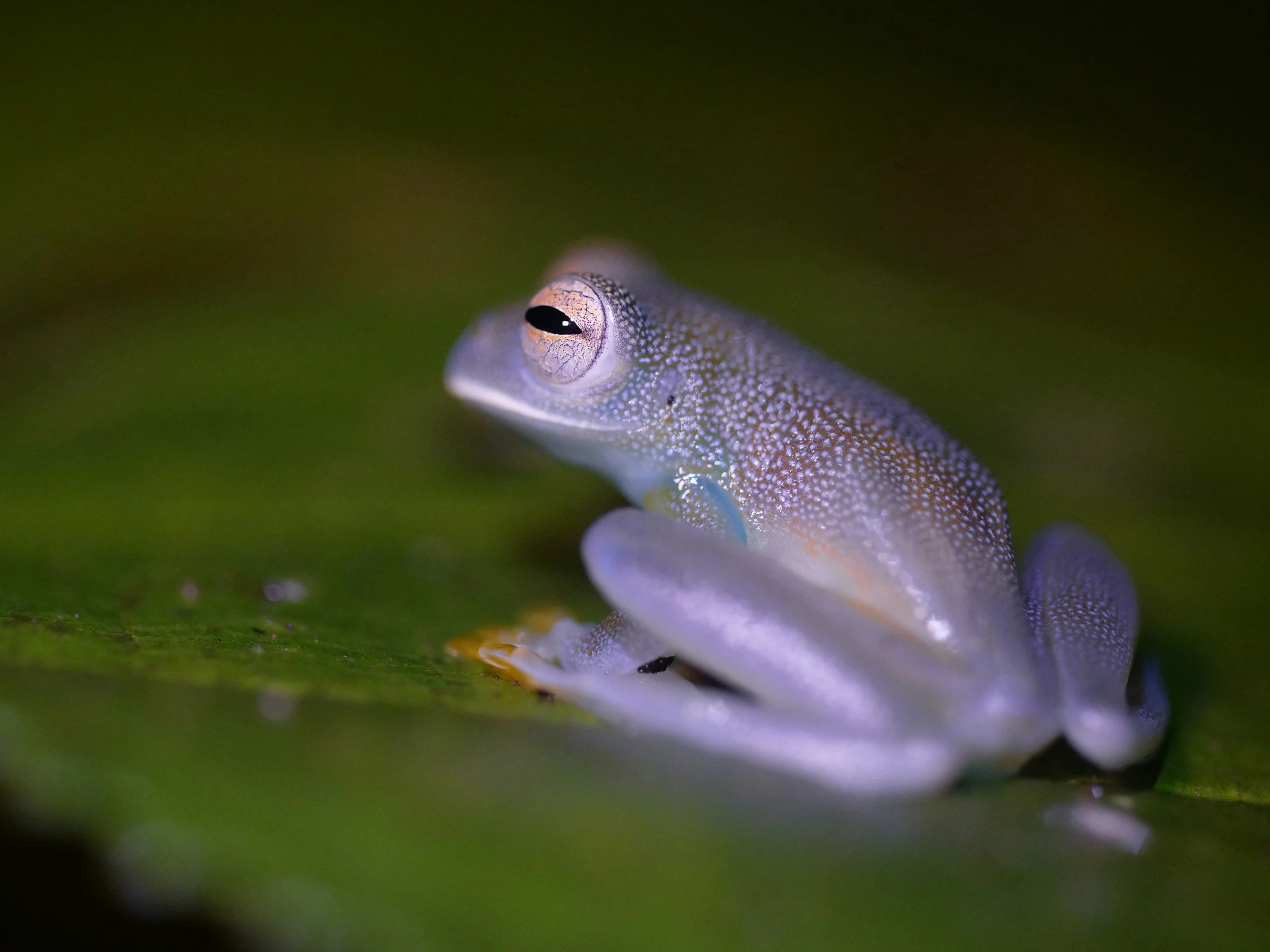 Glass frog resting on a leaf at night in the Monteverde Cloud Forest, Costa Rica