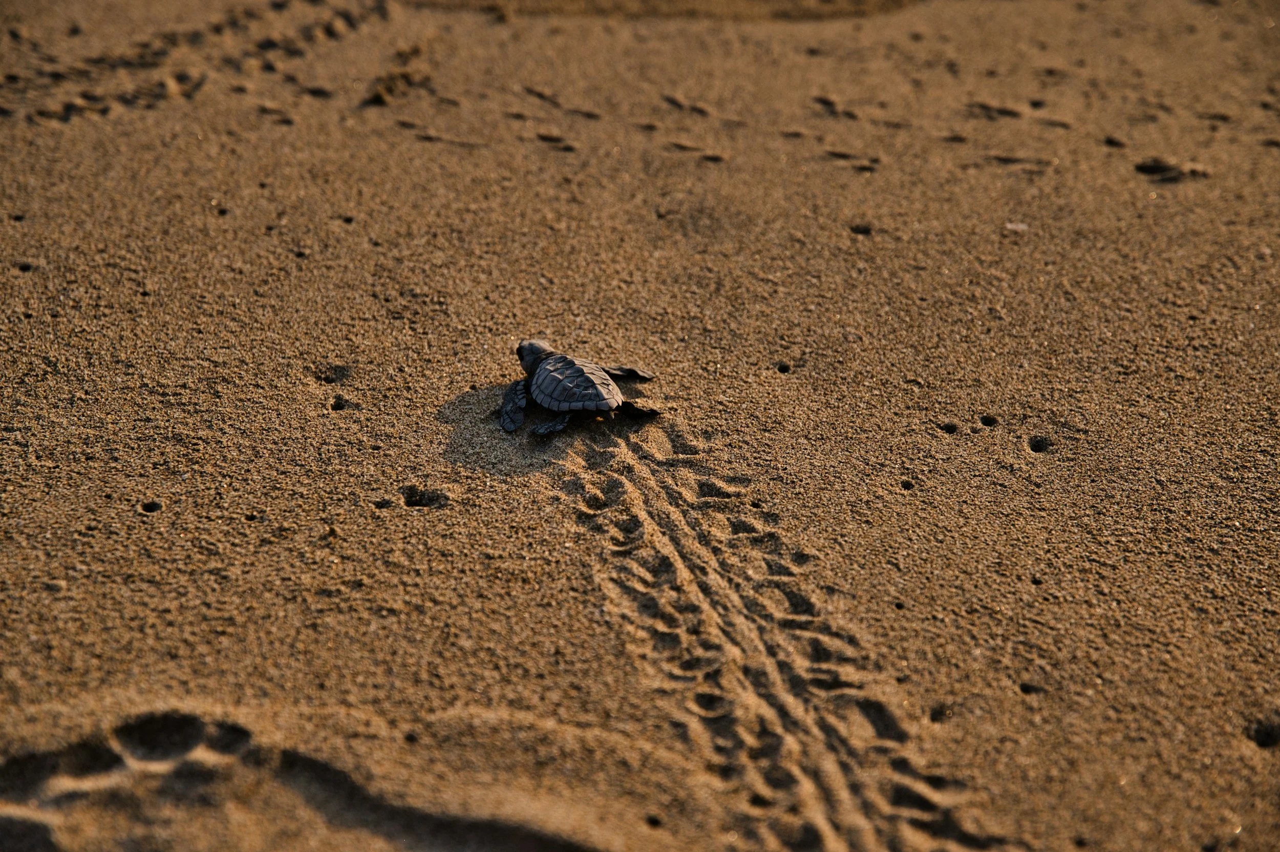 Sea turtle hatchling crossing the sand toward the sea in Costa Rica