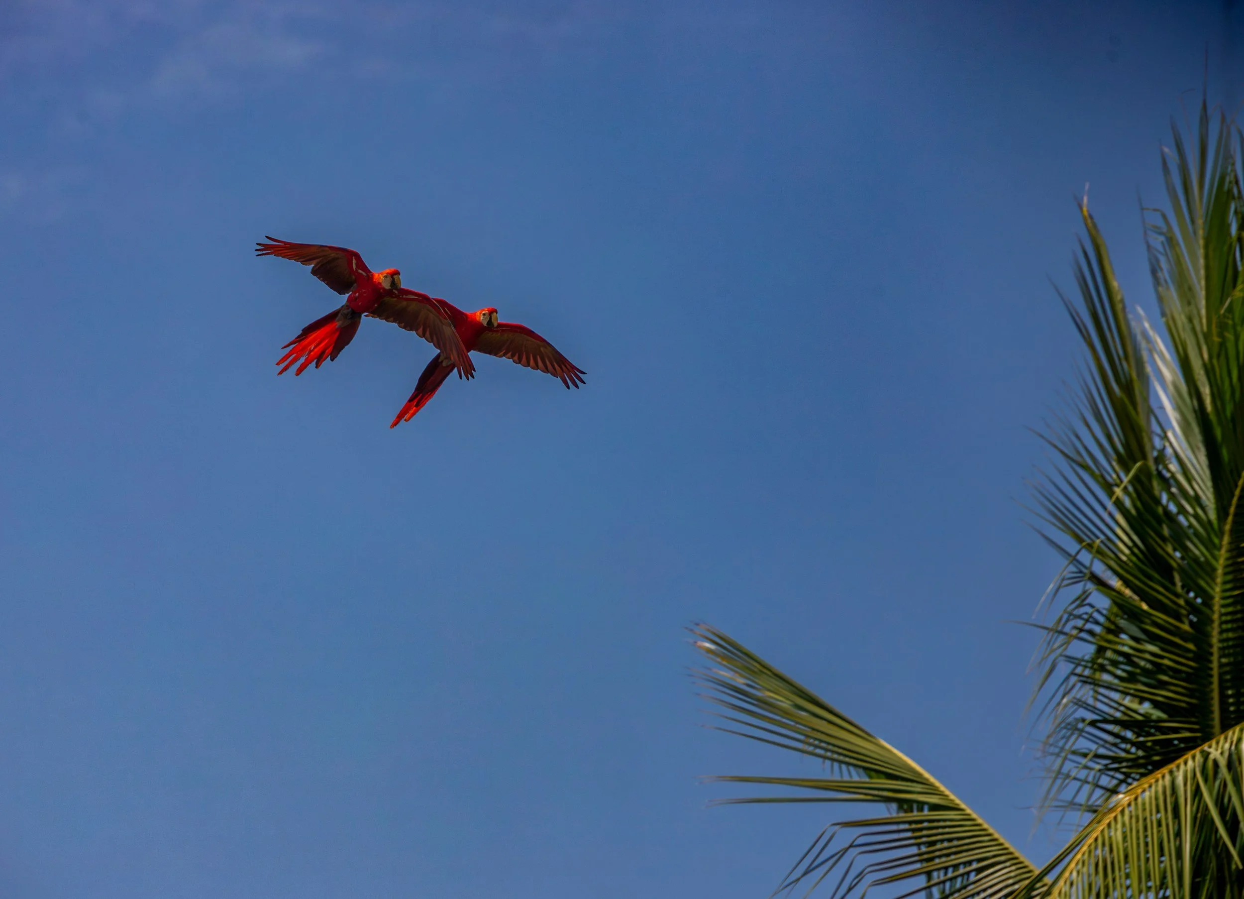 Pair of scarlet macaws flying over the rainforest canopy in Corcovado National Park, Costa Rica