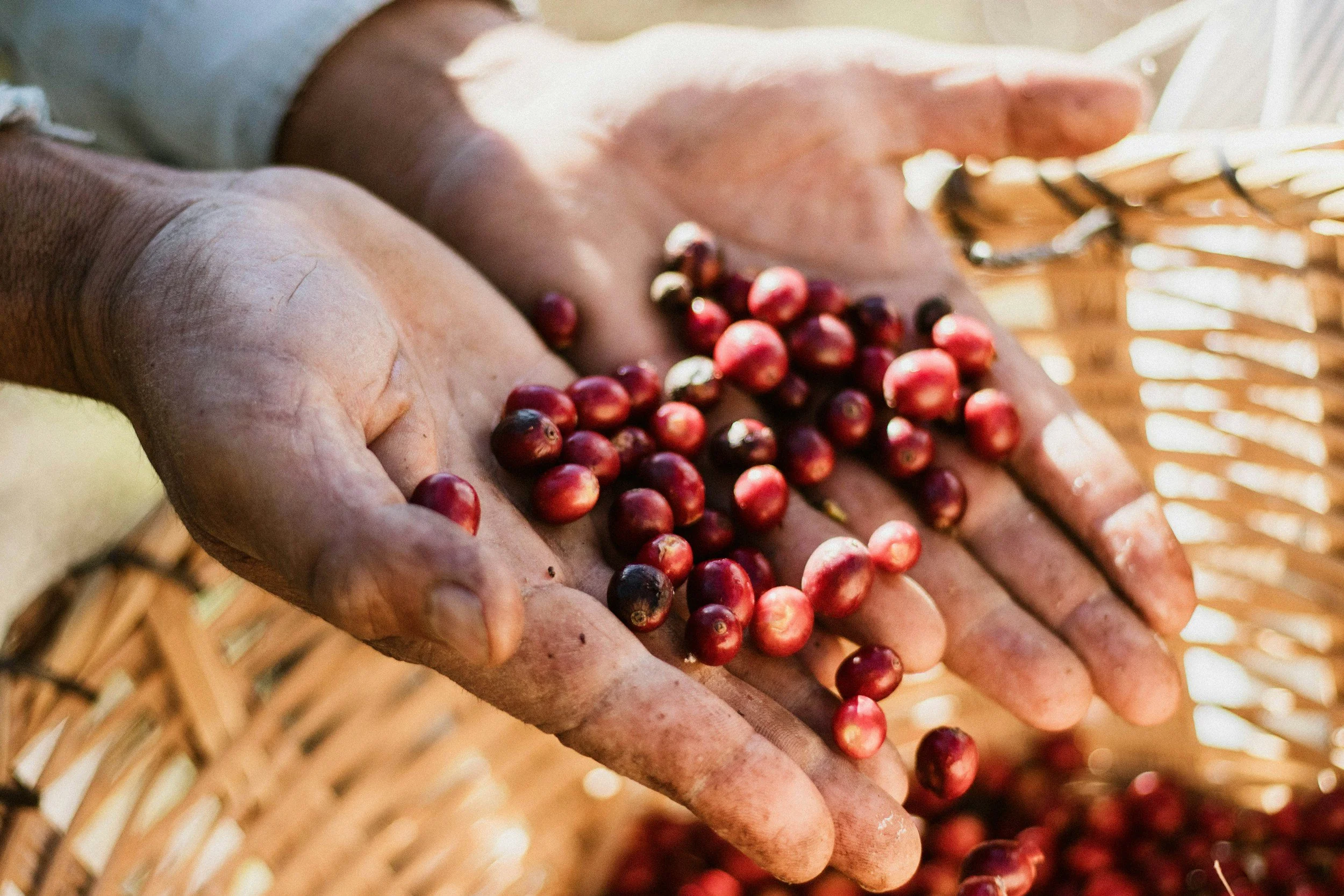 Hands holding freshly picked red coffee cherries on a farm in Costa Rica's Central Valley