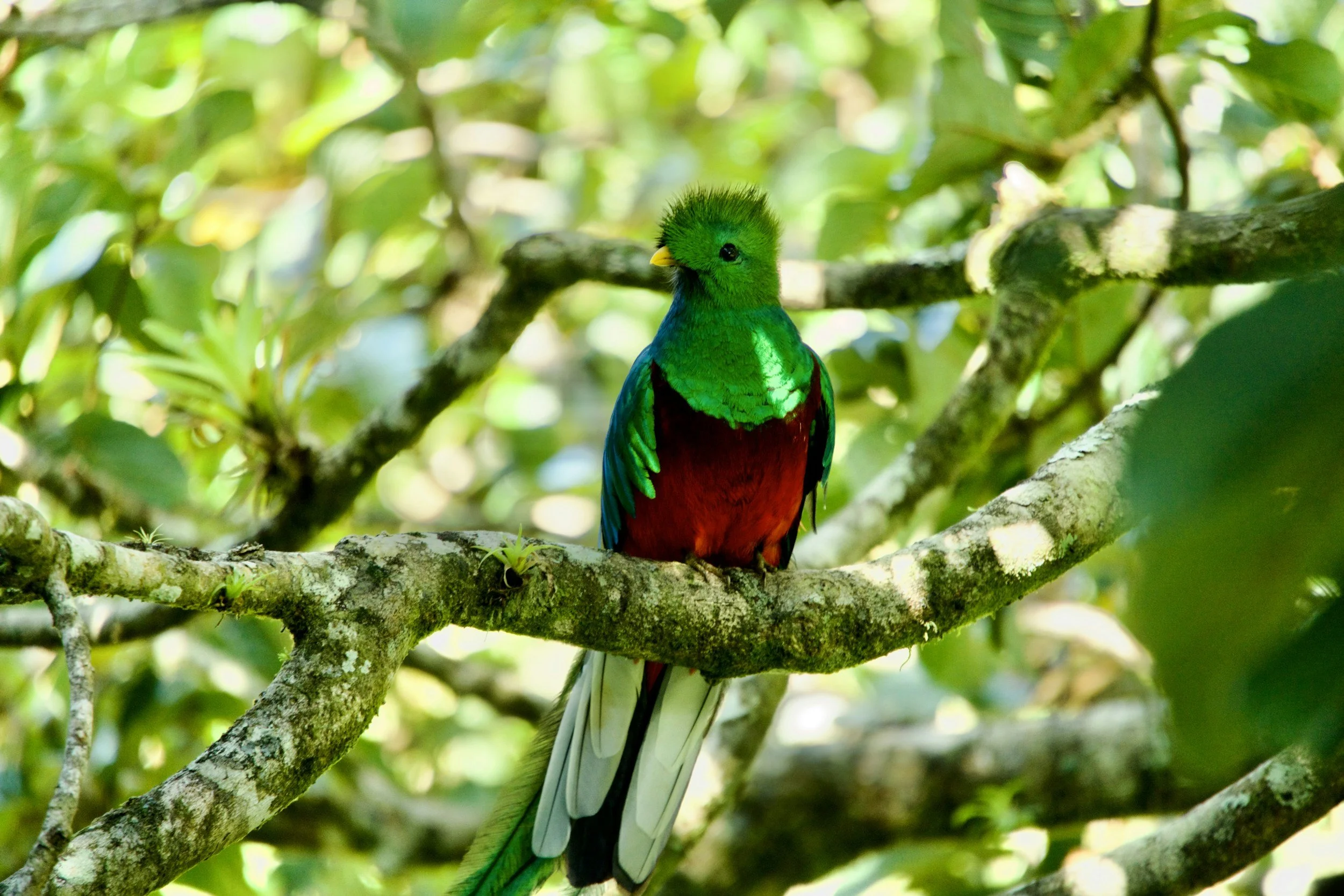 Resplendent quetzal with emerald feathers and a crimson chest perched on a mossy branch in the Costa Rican cloud forest