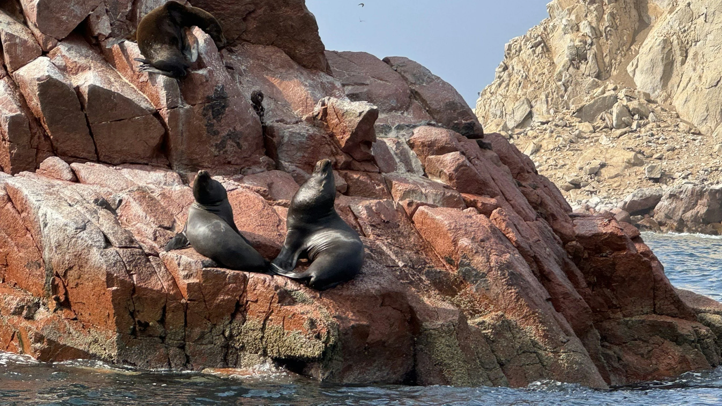Sea lions resting on red rocks along the shoreline of the Ballestas Islands off Peru's Paracas coast.