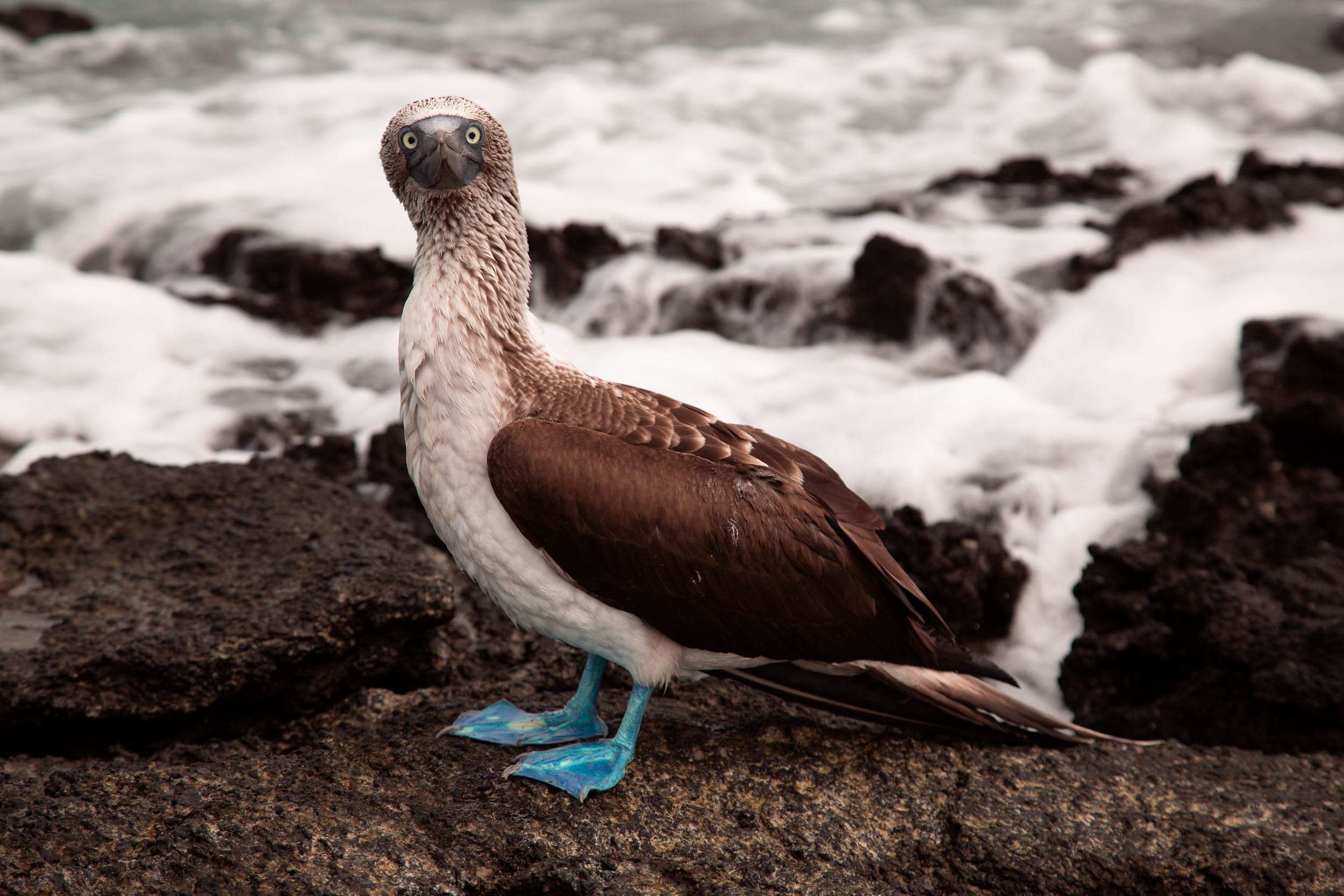 A blue-footed booby on a rocky Galápagos shore