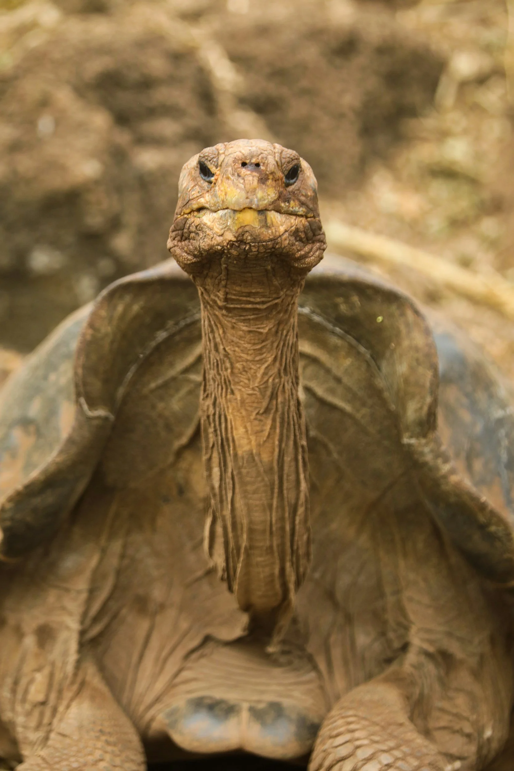 A close up of a giant Galápagos tortoise in the highland pasture on Santa Cruz Island.