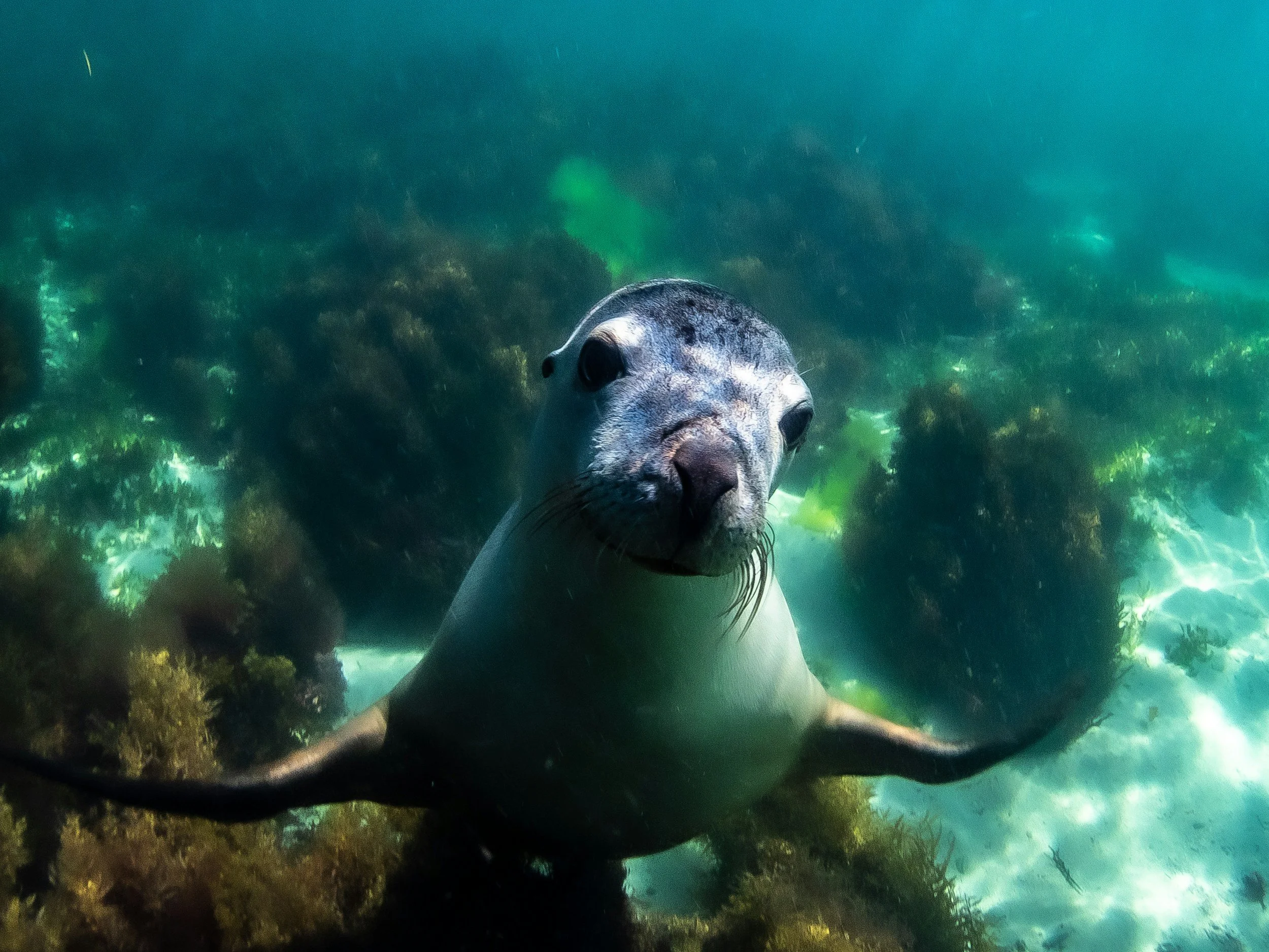 A playful young sea lion swimming toward the camera underwater in clear turquoise water.