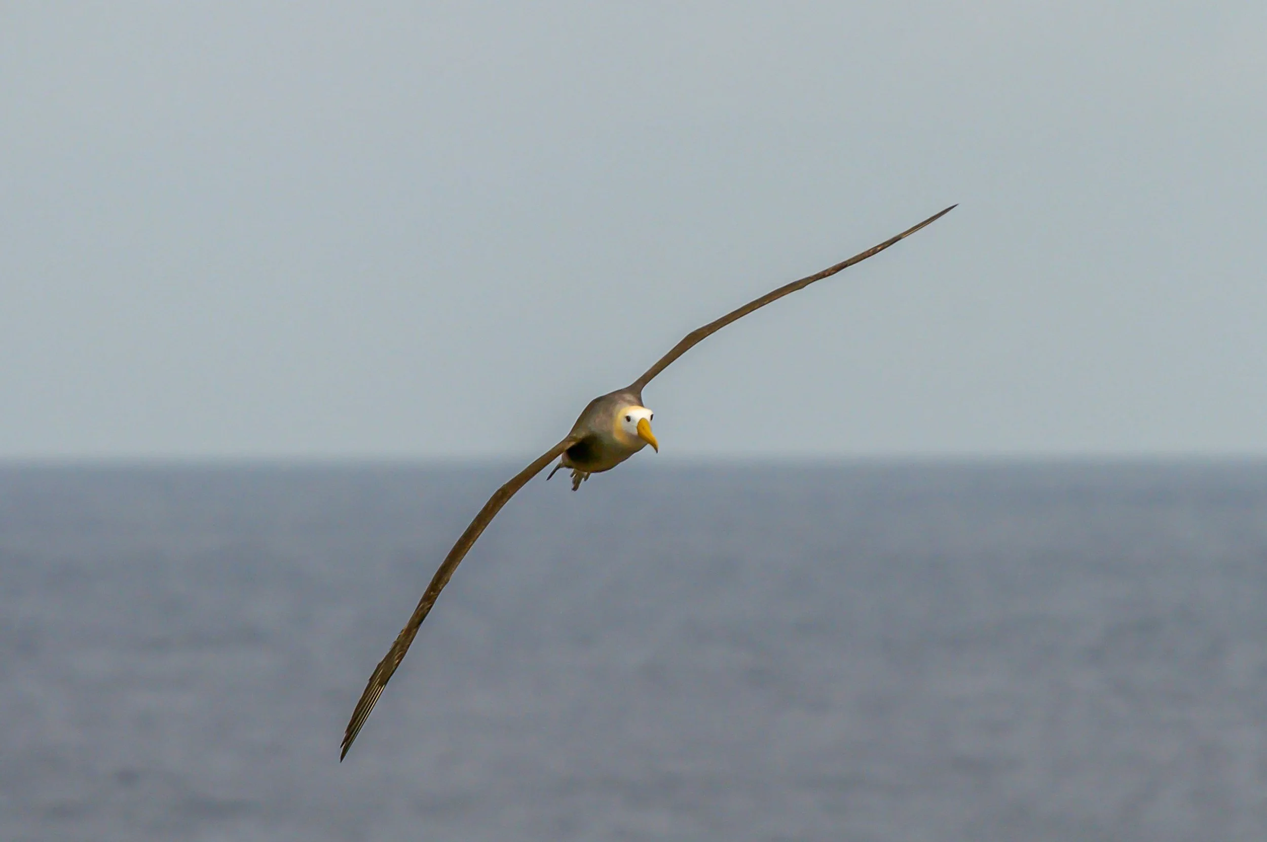 A waved albatrosses flying off the coast of Española Island.