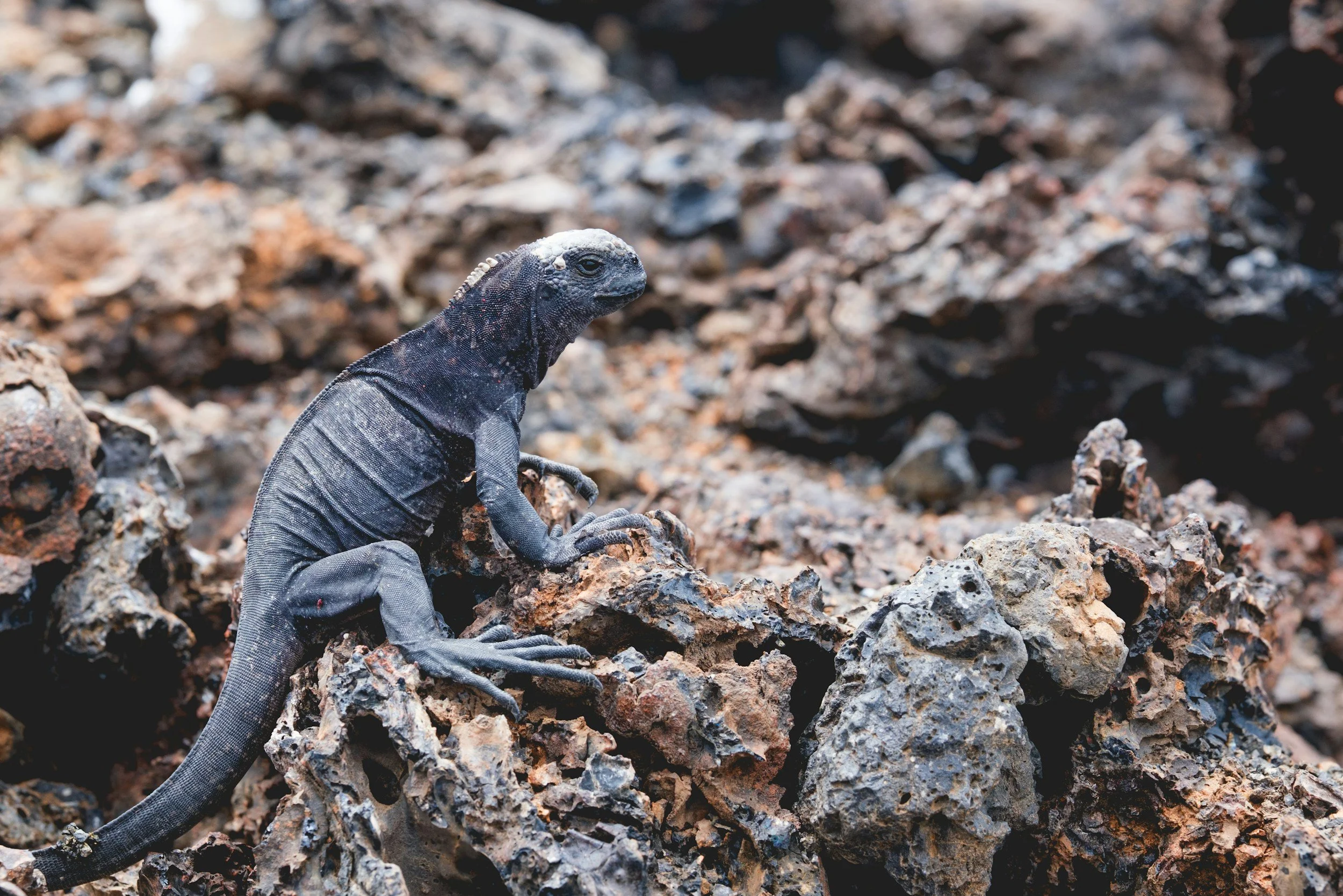 A dark marine iguana warming themself on black lava rocks along the shore of Fernandina Island