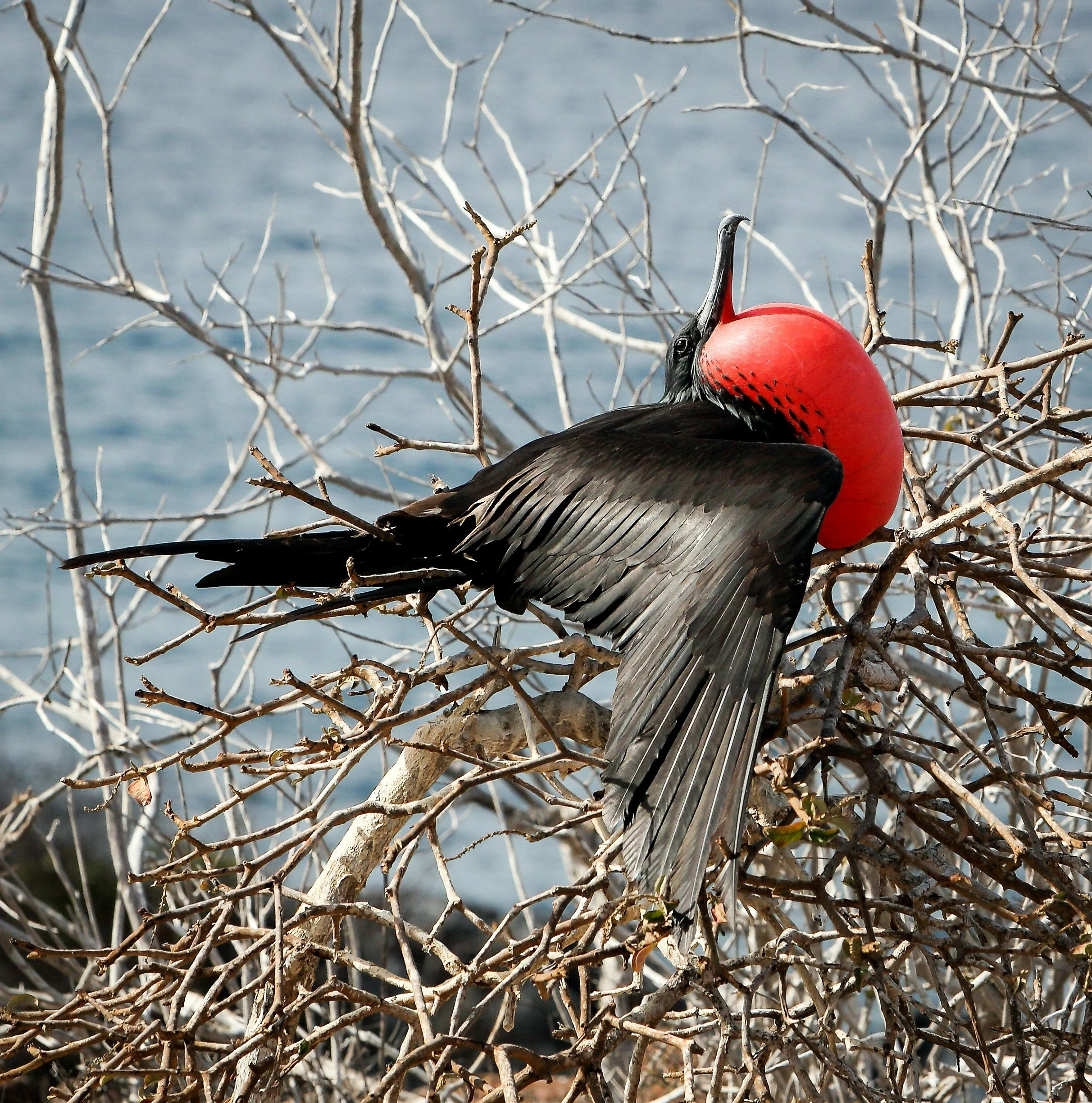 A male frigatebird puffing out his bright red throat pouch while perched on a shrub on Genovesa Island.