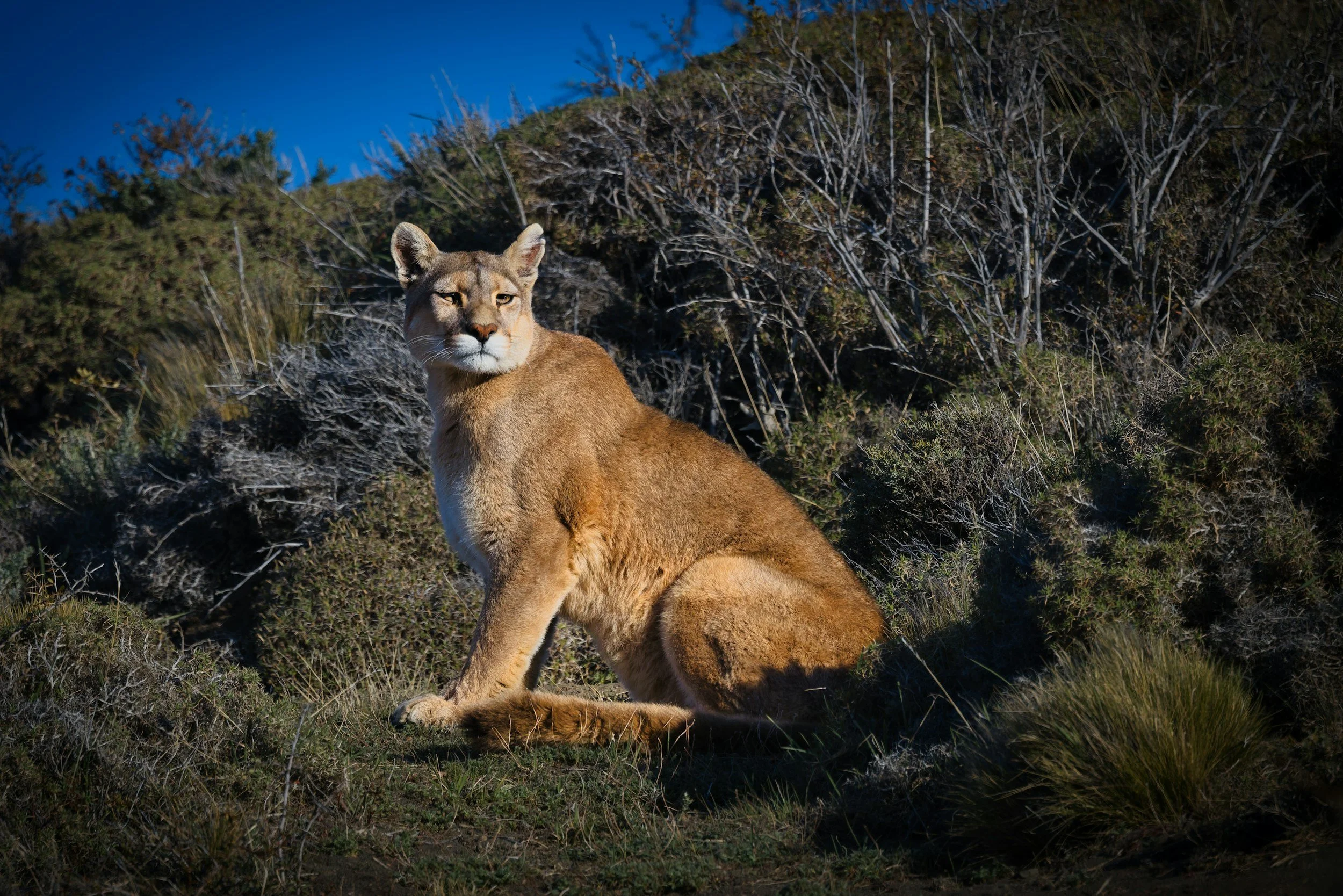A puma sitting alert on a shrubby hillside under a deep blue sky in Patagonia.