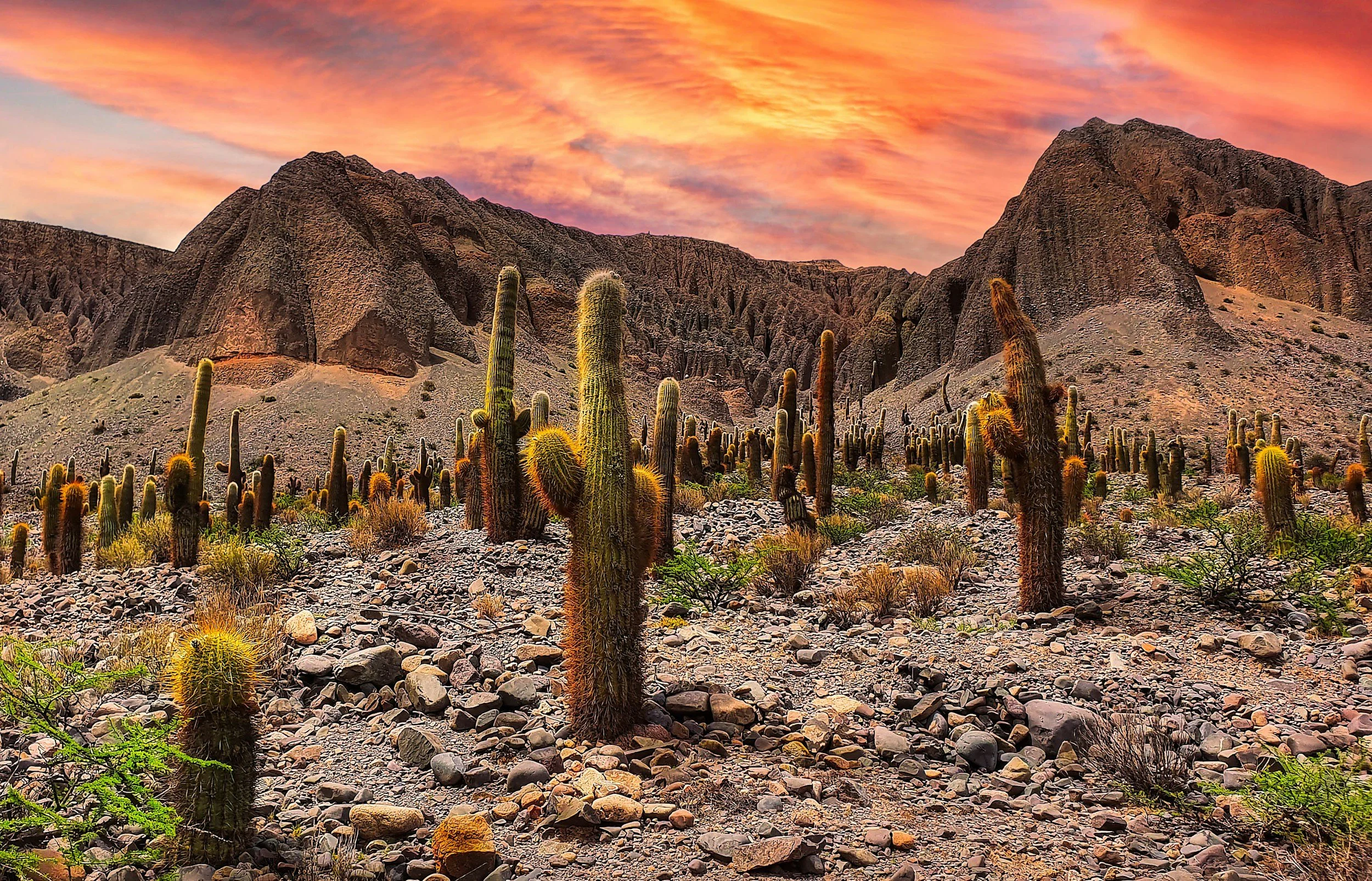Towering cardón cacti among rocky red hills beneath a fiery sunset sky in northwest Argentina.