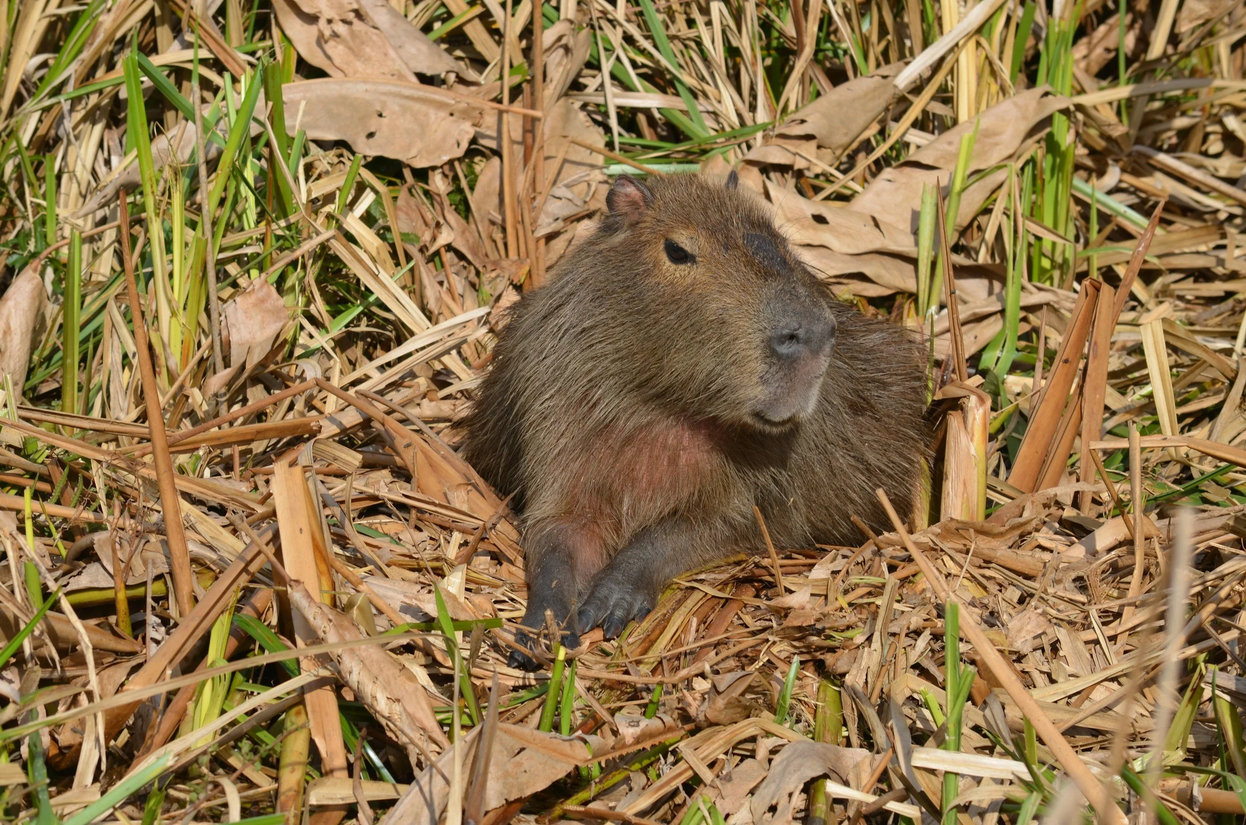 A capybara resting among reeds and marsh grasses in the Iberá Wetlands.