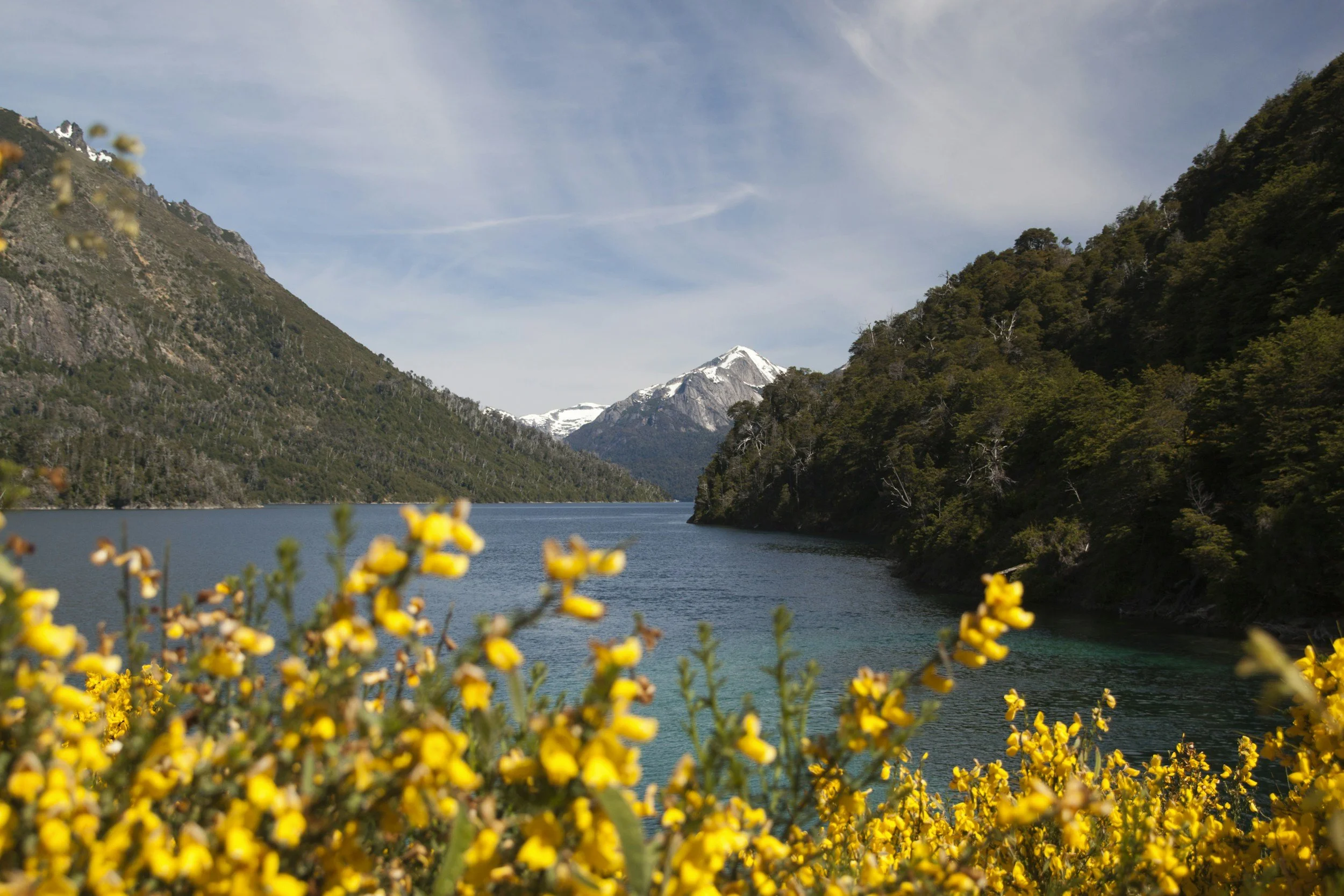 Bright yellow wildflowers framing a blue mountain lake and snowcapped peak near Bariloche.