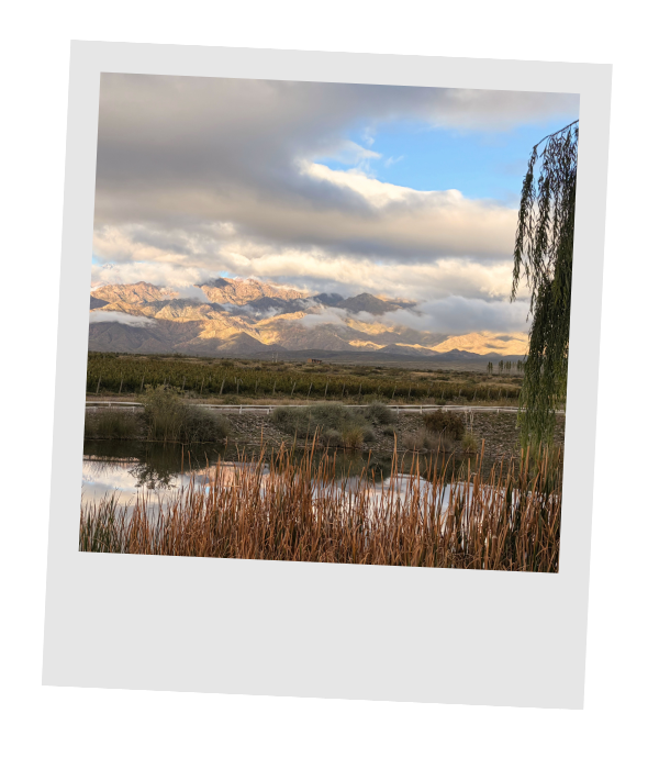 Golden evening light on rugged mountains beyond a reedy marsh and willow branches in Mendoza.