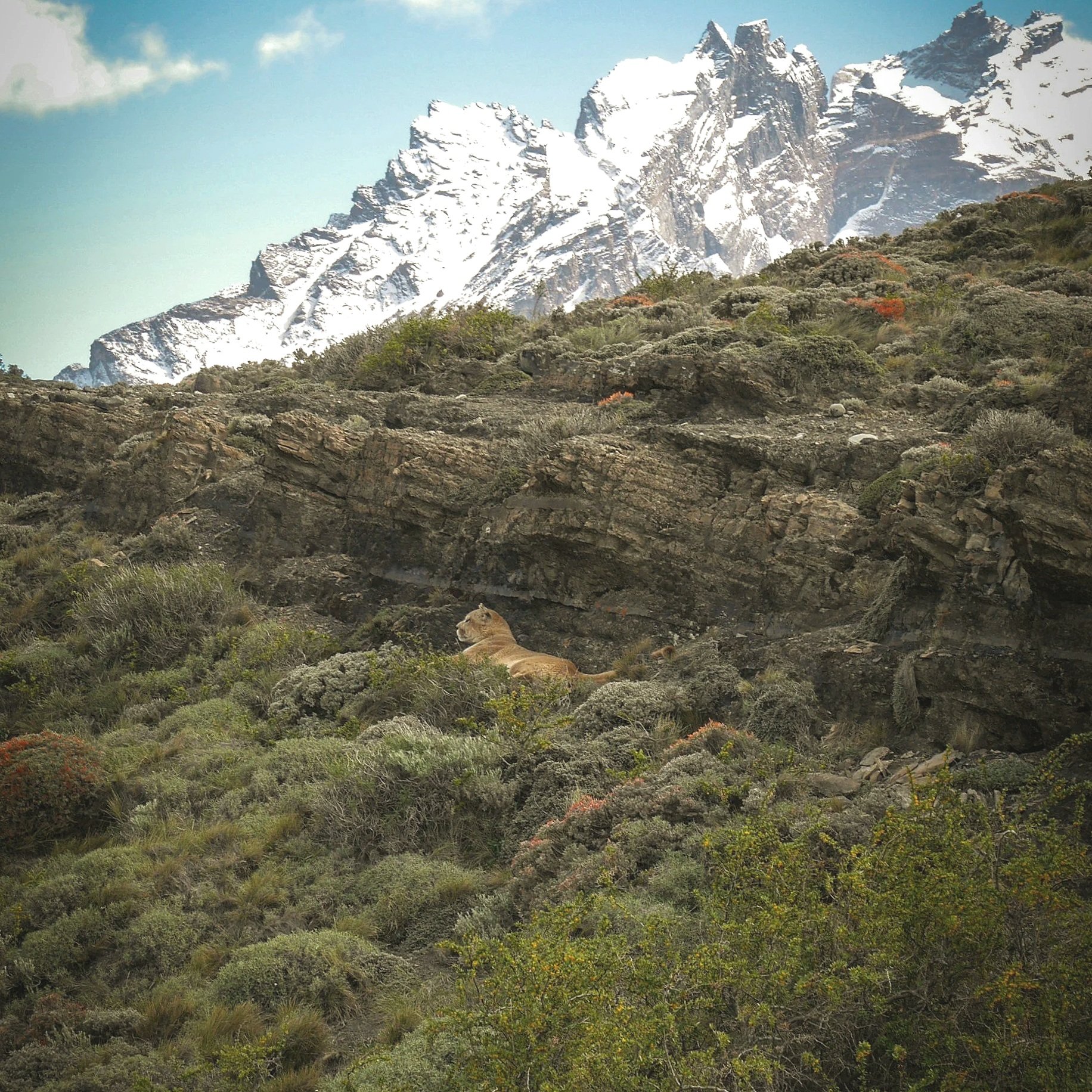 Mountain landscape with snow-capped peaks in the background and a lion lying among green and brown shrubs in the foreground.