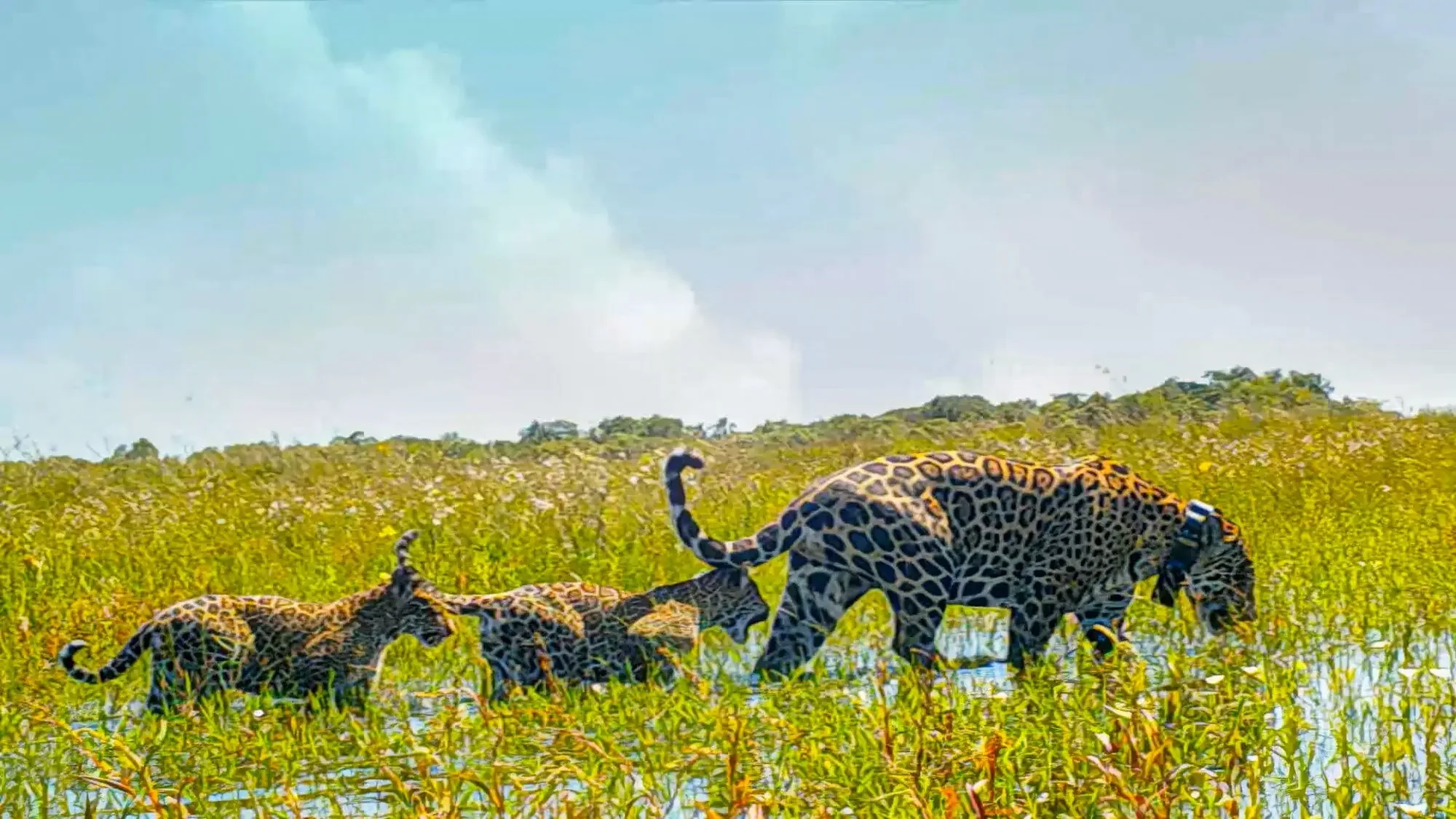 A jaguar and two cubs wading through tall grasses in the Iberá Wetlands.