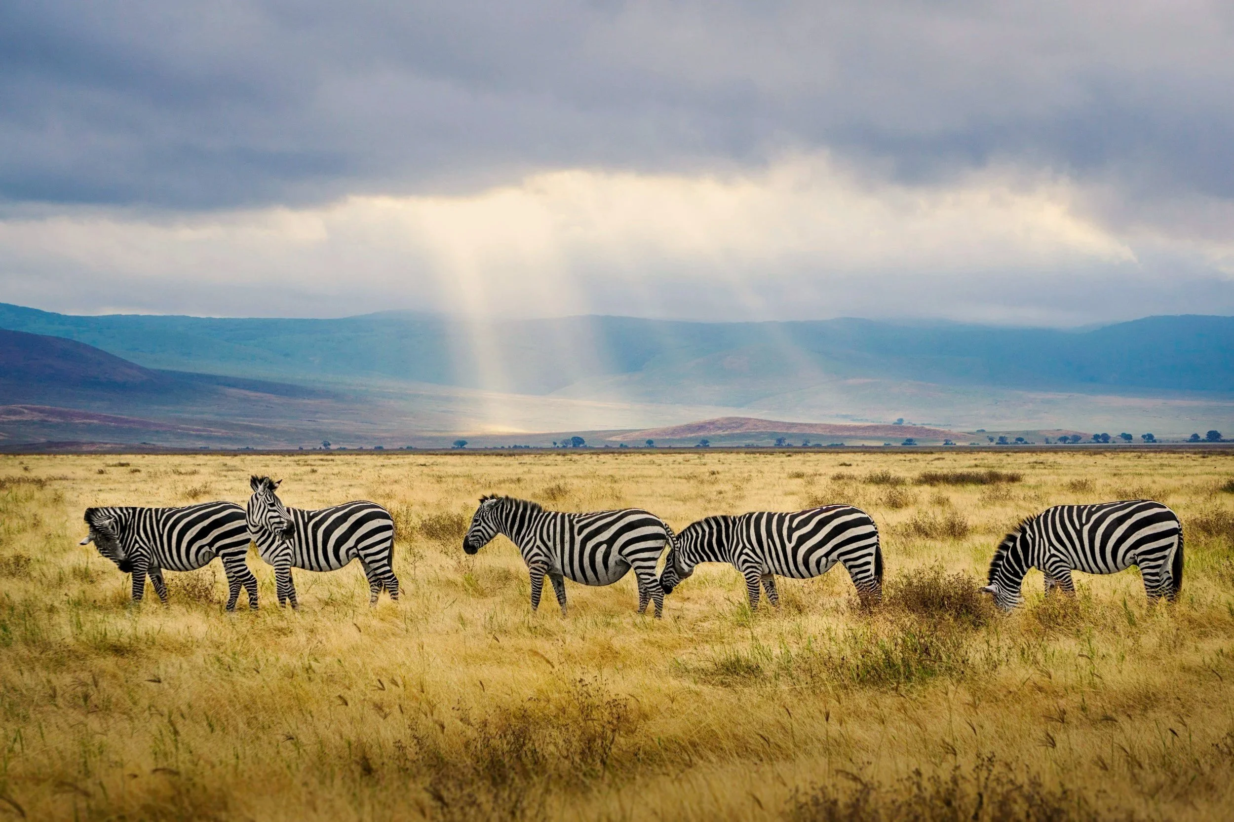 A herd of zebras grazing in a grassy plain with mountains and cloudy sky in the background.