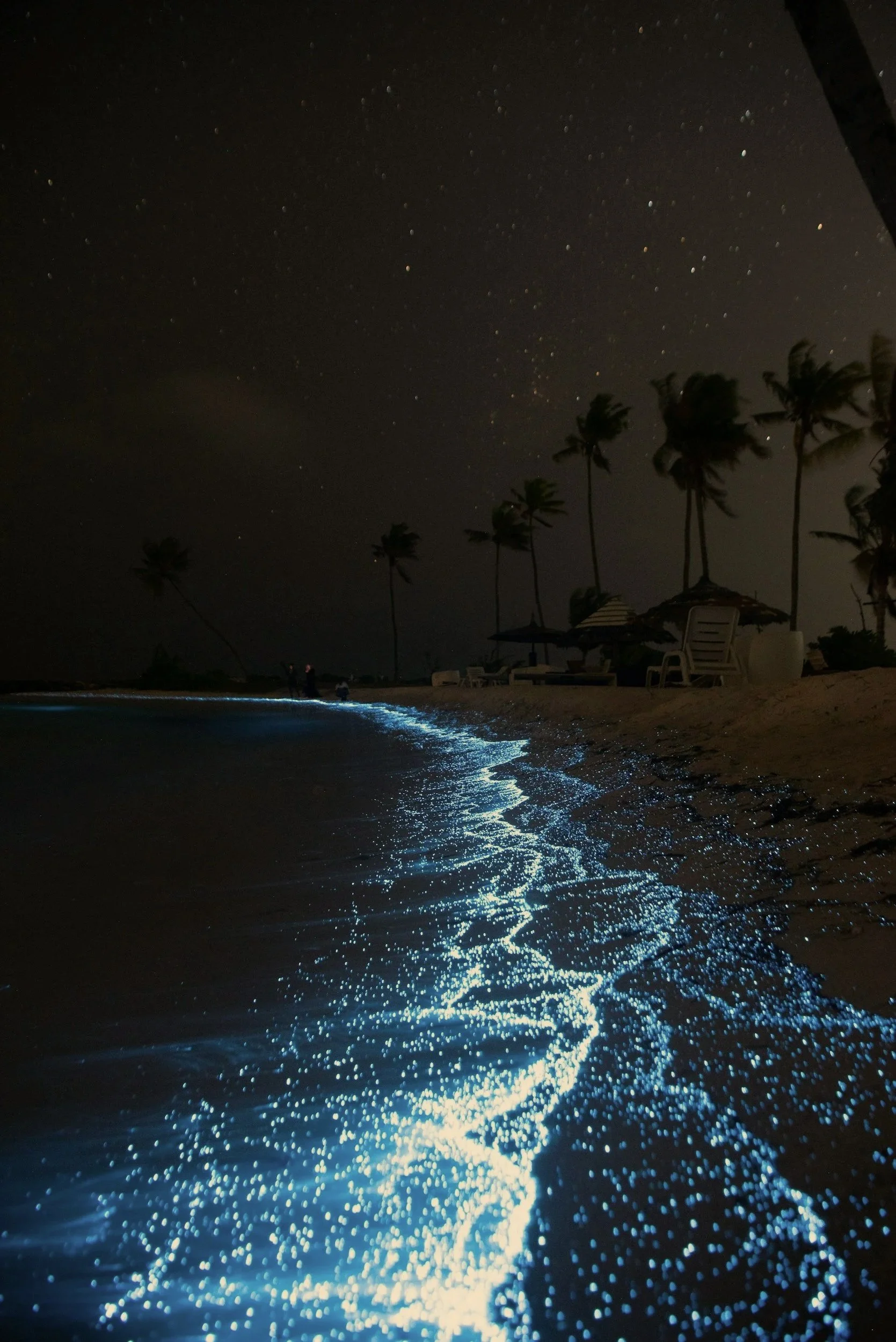 Bioluminescence in Laguna de Manialtepec