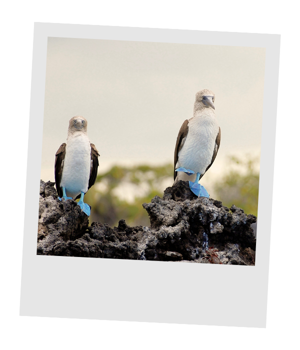 Two blue-footed boobies standing on dark volcanic rock, showing off their bright blue feet.