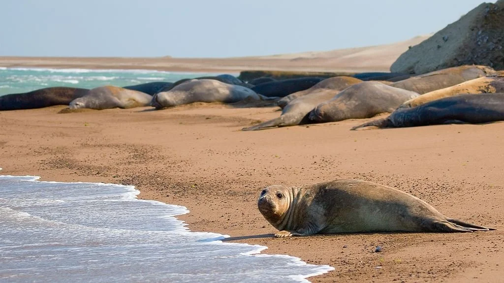 Elephant seals resting on a sandy beach as waves roll in along the Patagonian coast.