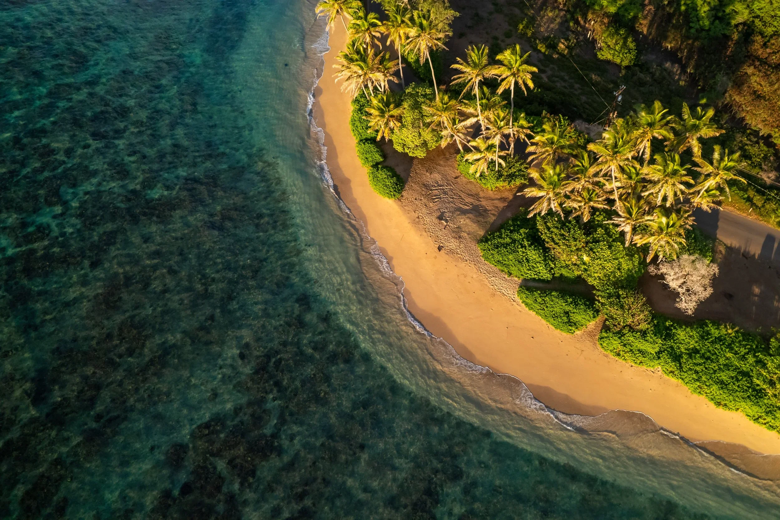 Aerial view of a palm-lined golden beach and clear reef water on Moloka'i, Hawai'i