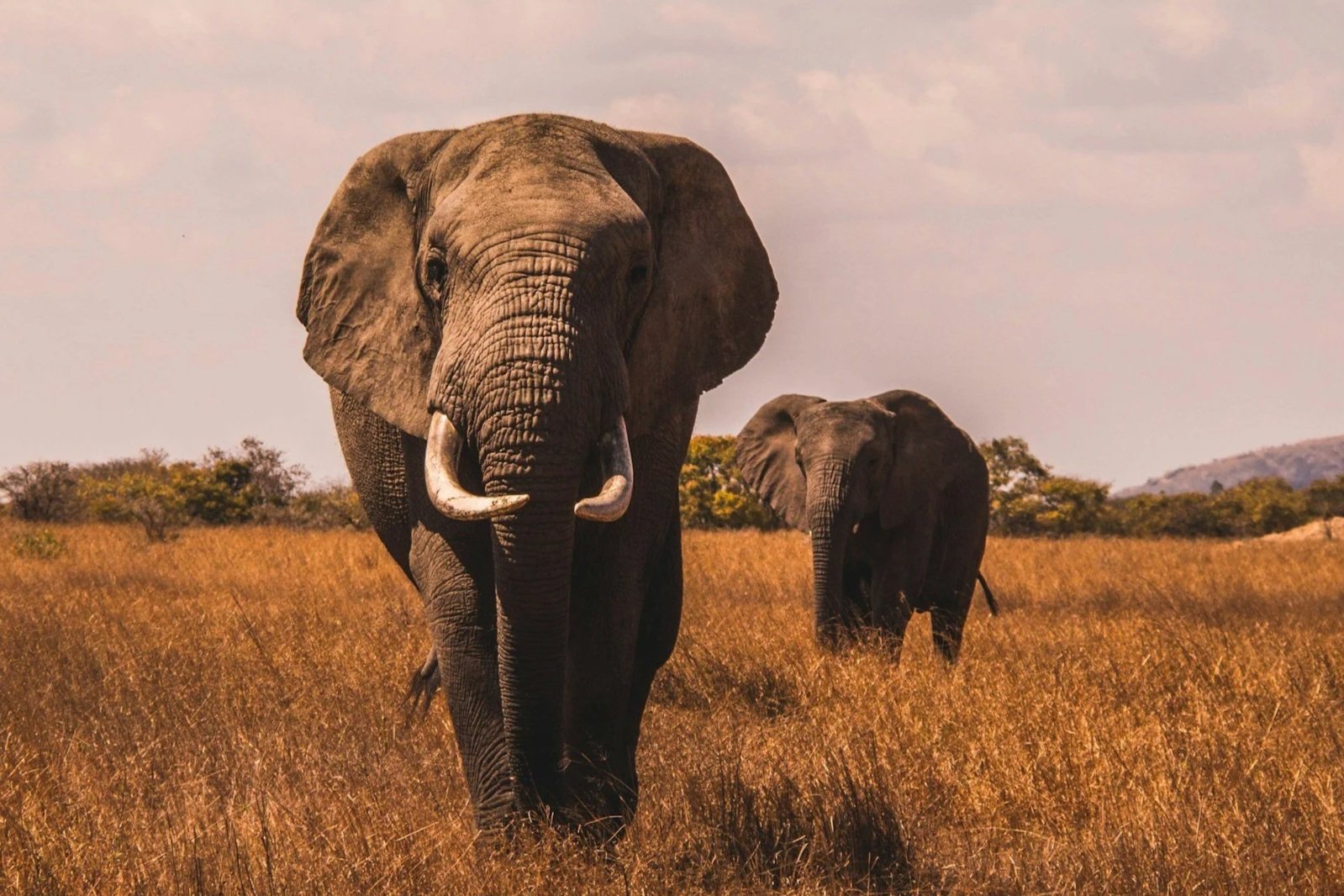 Two elephants walking through a grassy savannah with trees and hills in the background.