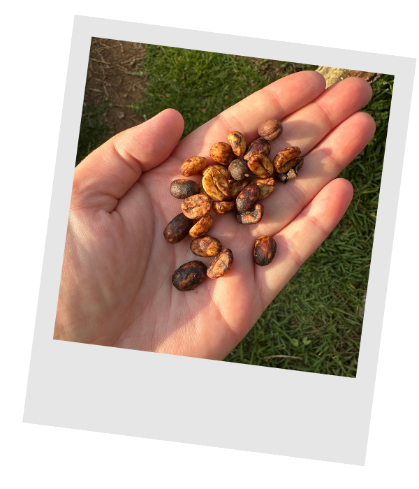 Hand holding freshly harvested coffee beans on a farm in Costa Rica