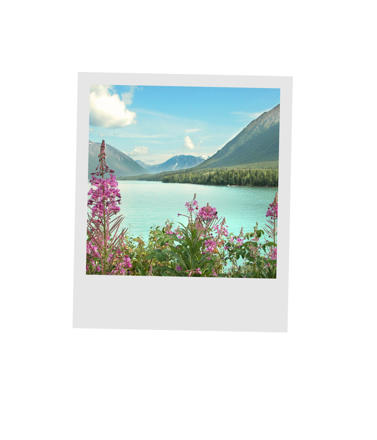 Pink fireweed blooming beside a turquoise mountain lake in Alaska