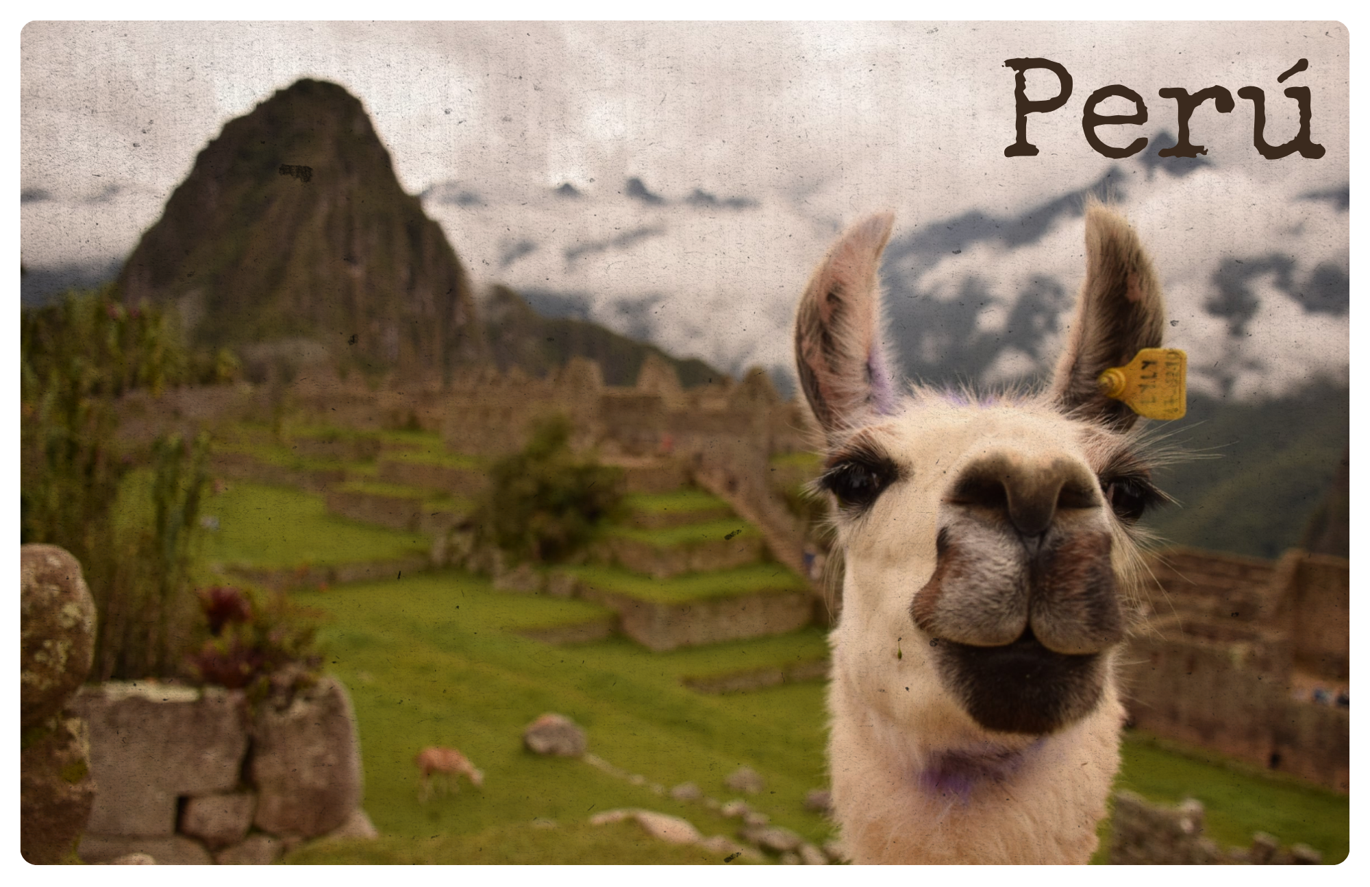 Close-up of a llama's face with mountains and ruins in the background, with the word "Perú" written on the image.