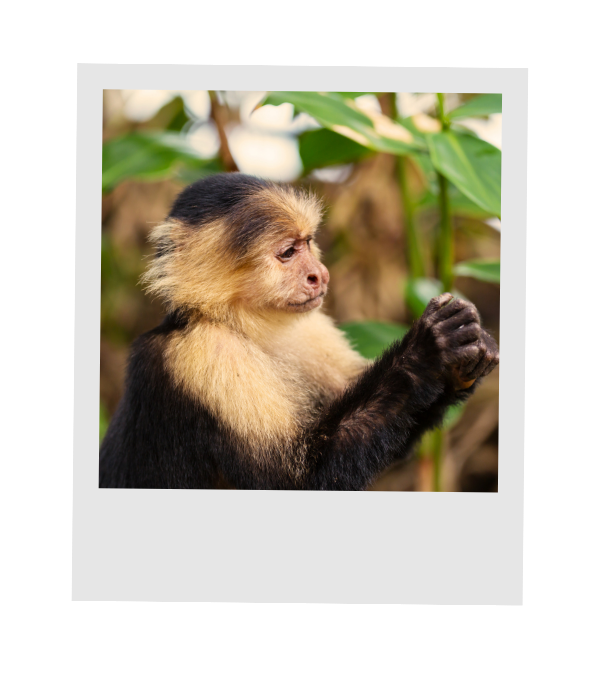 White-faced capuchin monkey perched in the rainforest canopy in Costa Rica