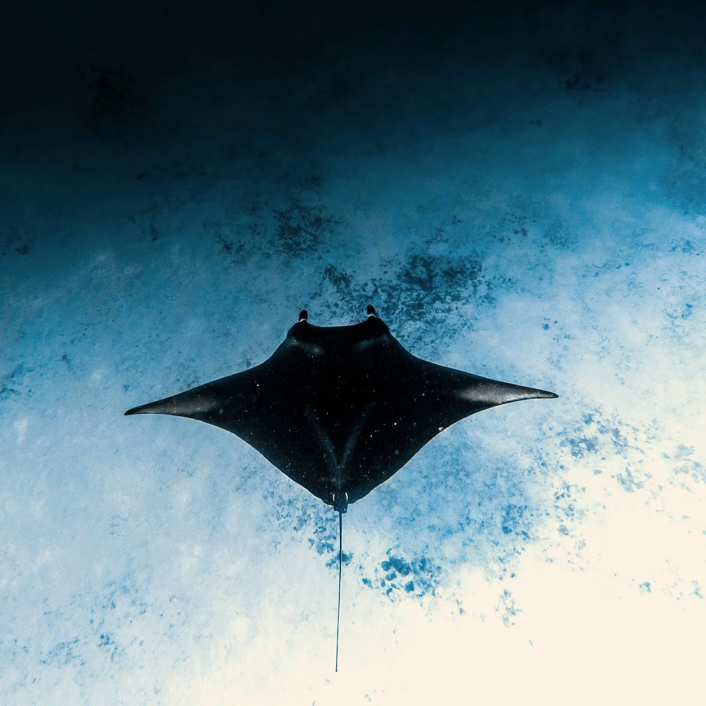 Manta ray gliding above the ocean floor during a night dive off the Kona coast, Hawai'i