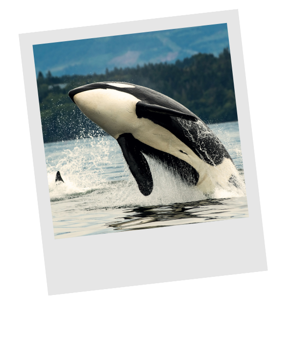 Orca breaching off the coast of Vancouver Island, British Columbia