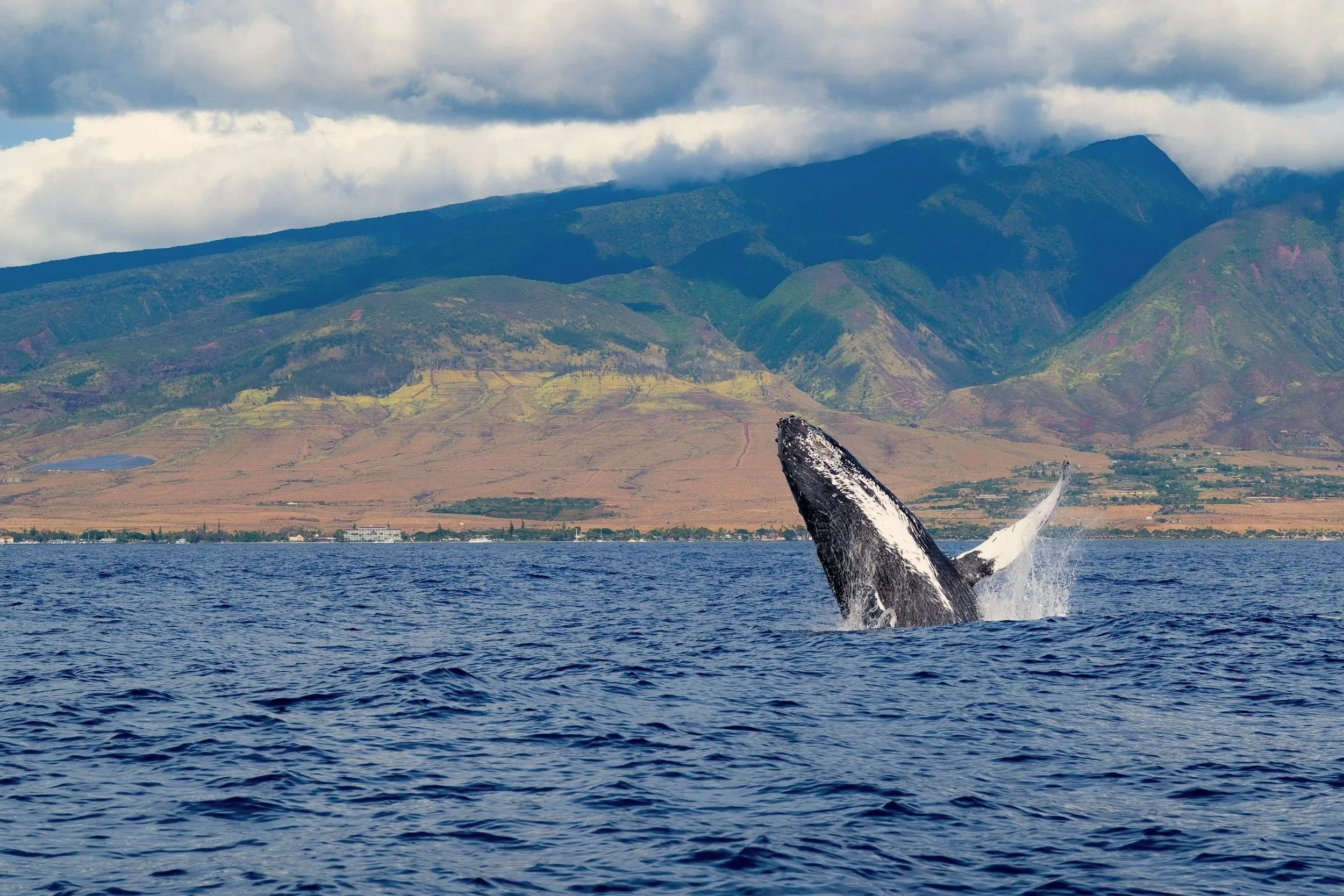 Humpback whale breaching in the winter waters off Maui, Hawai'i