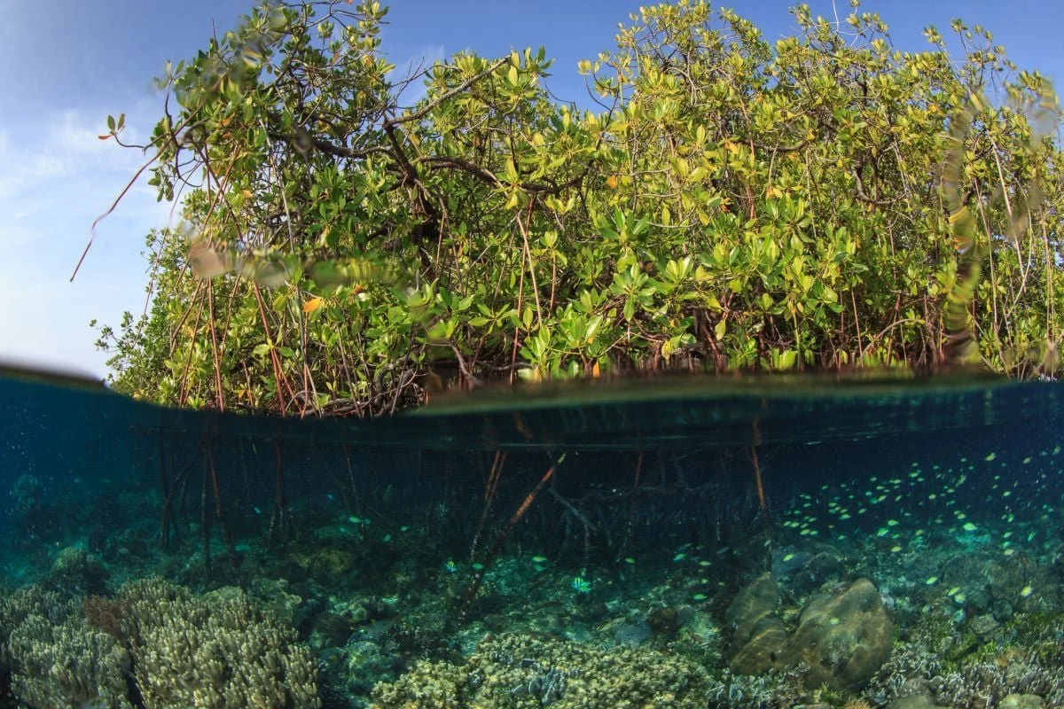 Mangroves of Black Turtle Cove at water level